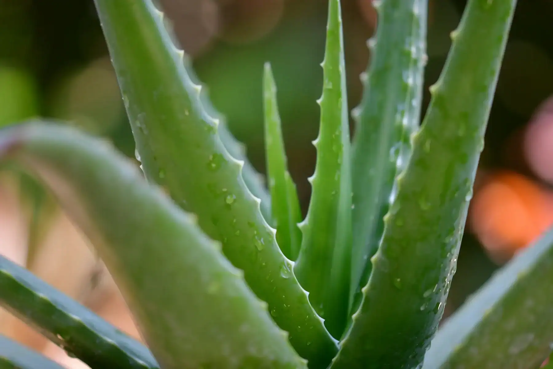 Close-up of a healthy aloe vera plant with thick green succulent leaves and a soft blurred natural background.
