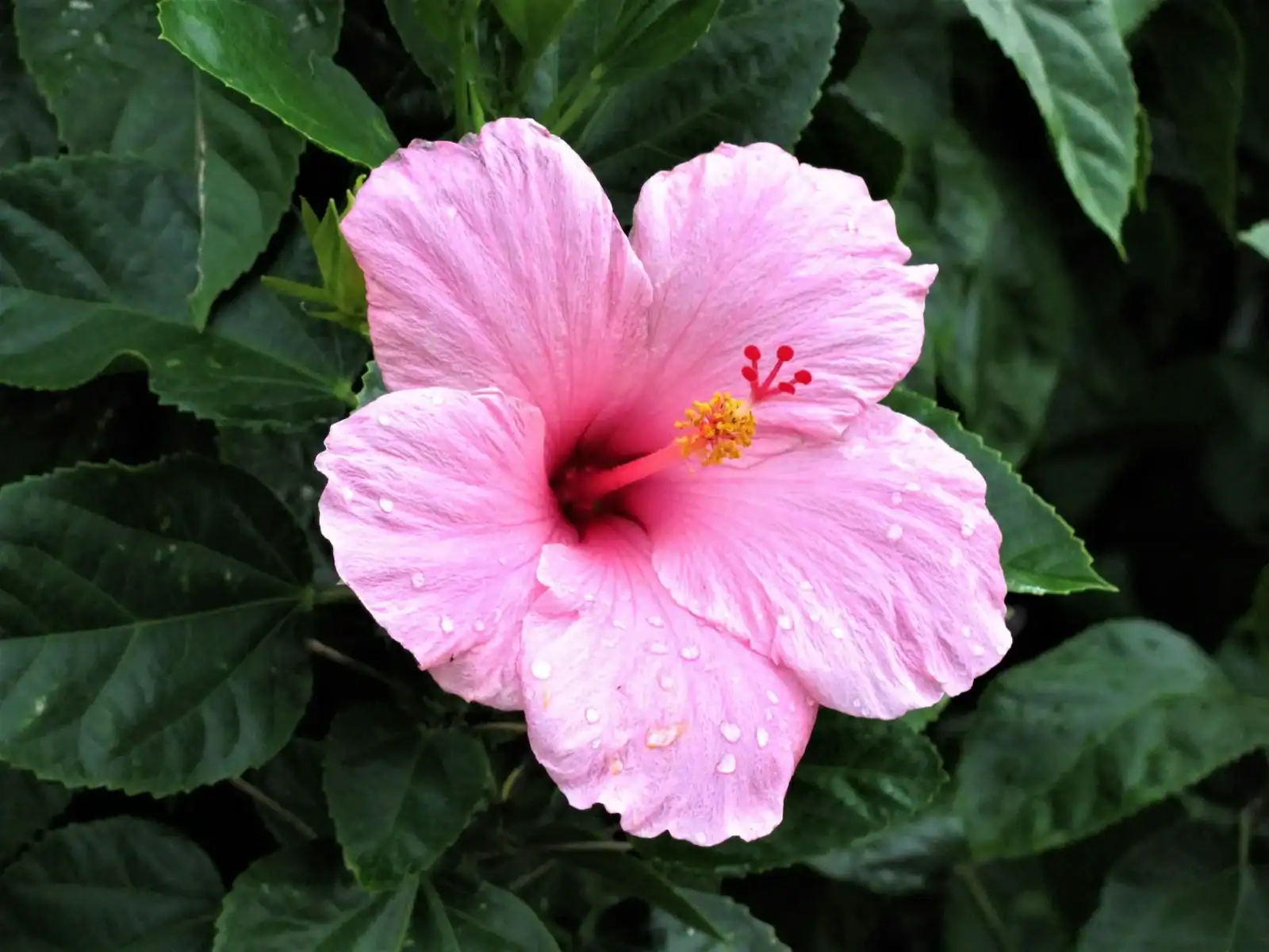 Close-up of a vibrant pink hibiscus flower with water droplets, surrounded by lush green leaves in a tropical garden.