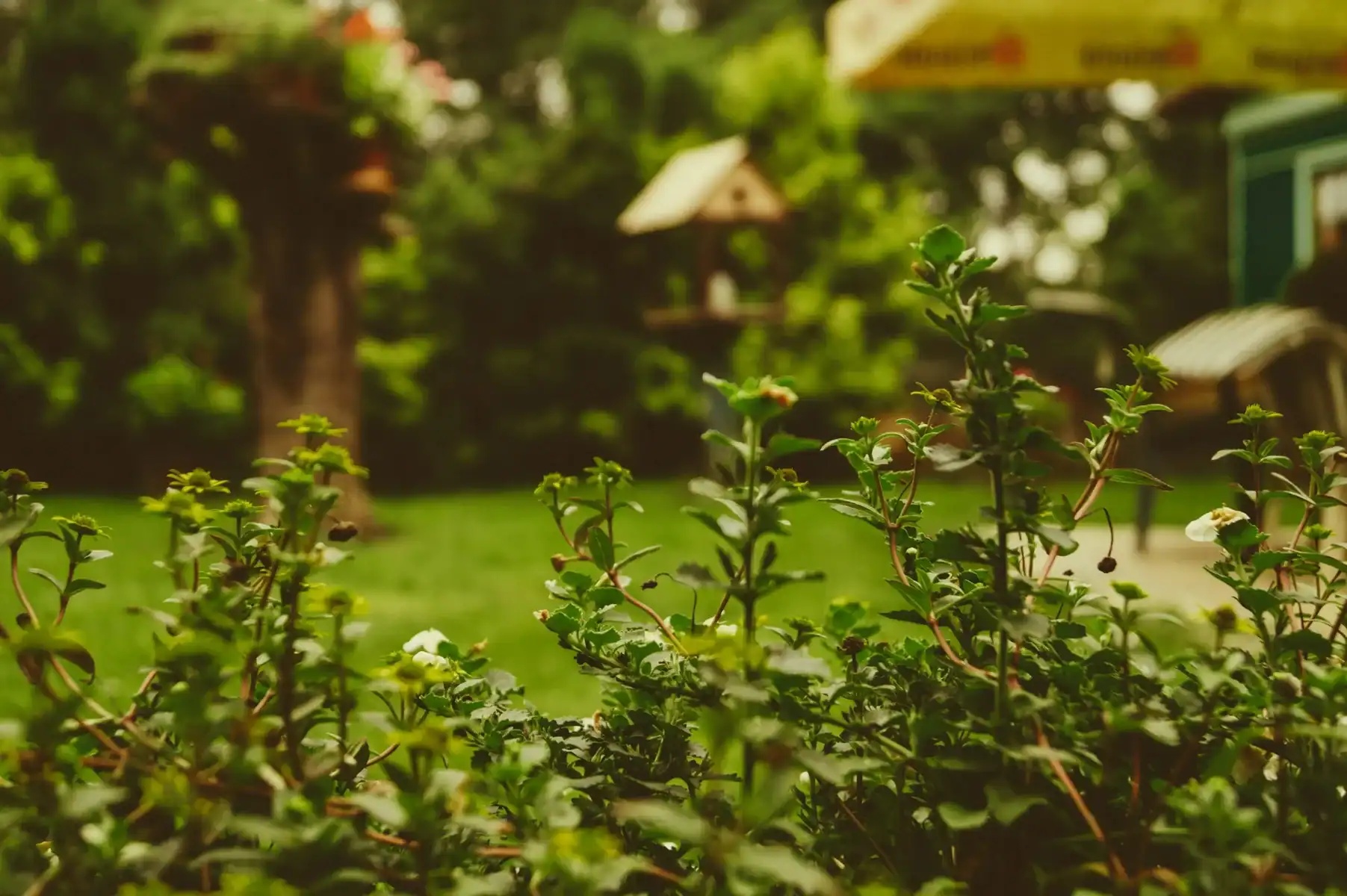 Close-up of healthy green garden plants growing in a lush backyard garden landscape with vibrant greenery and natural sunlight.