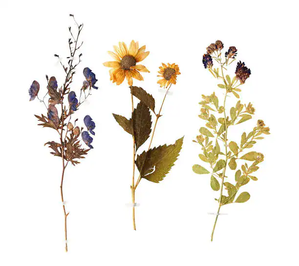 Collection of pressed dried flowers including wildflowers and yellow daisy arranged on a white background for botanical art and natural dried flower decor.