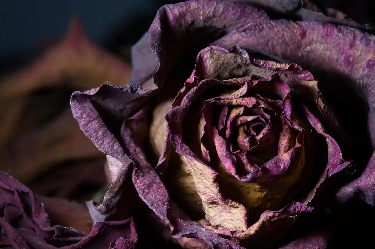 Close-up of a preserved dried rose flower with textured petals, showcasing natural dried floral beauty and vintage botanical decor.