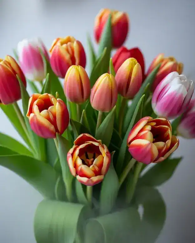 Colorful tulip flower bouquet with red, yellow, and pink blooms arranged with green leaves, perfect for spring decor, gifting, and elegant floral arrangements.