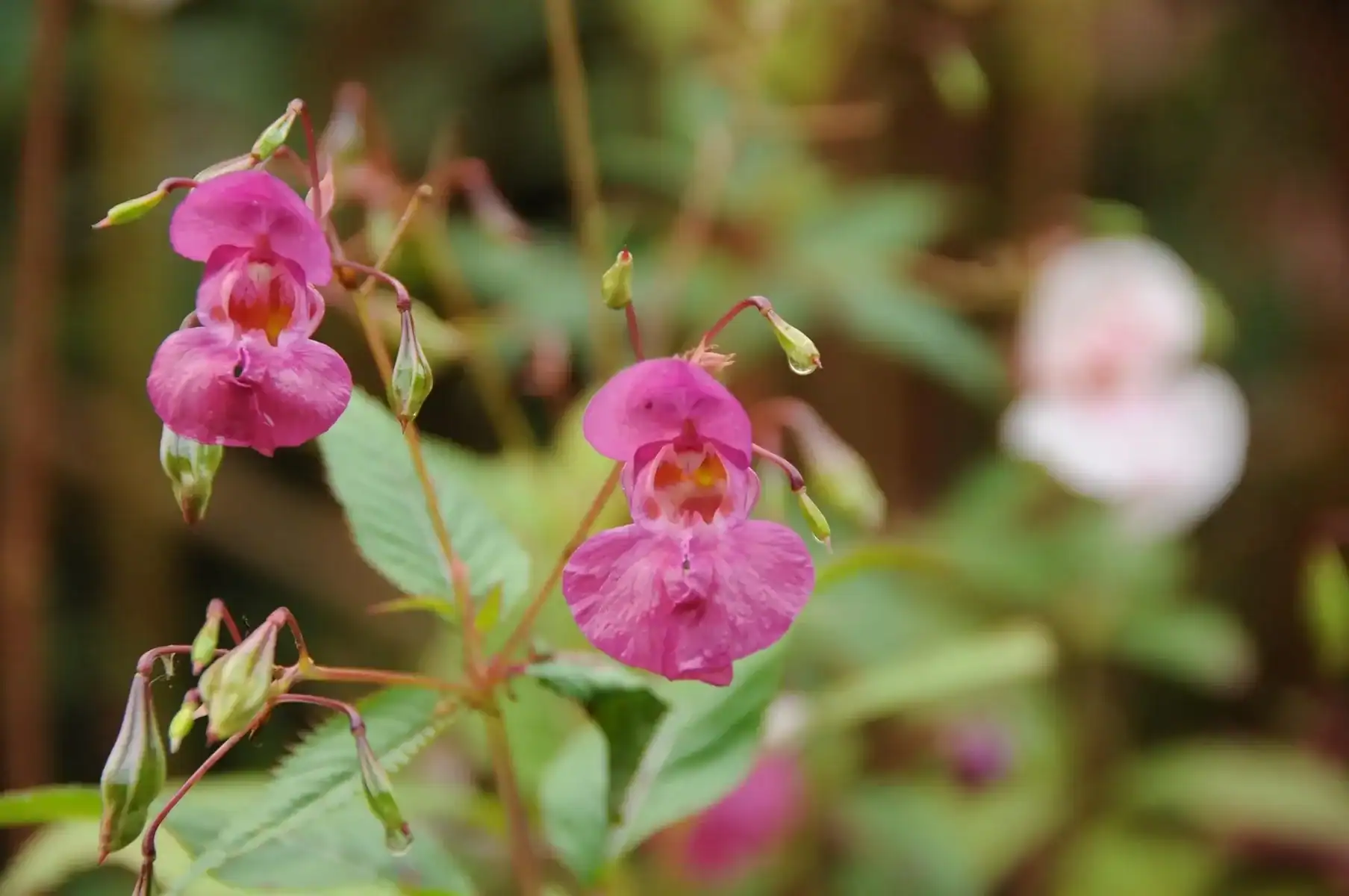 Vibrant Balsam flowers and seed pods blooming on a tall stem in a garden like environment.