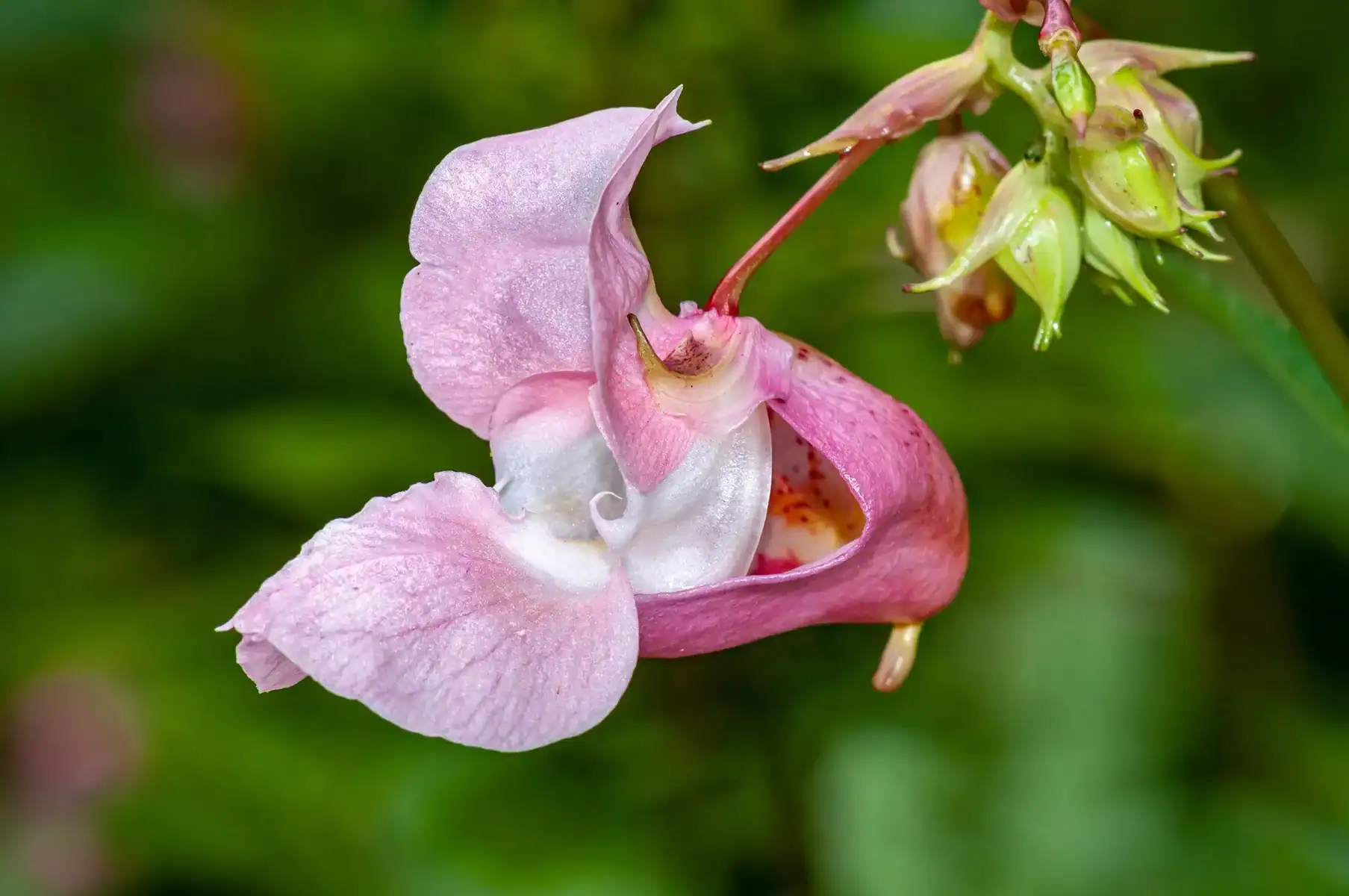 Close-up of a pink and white Balsam flower blooming.