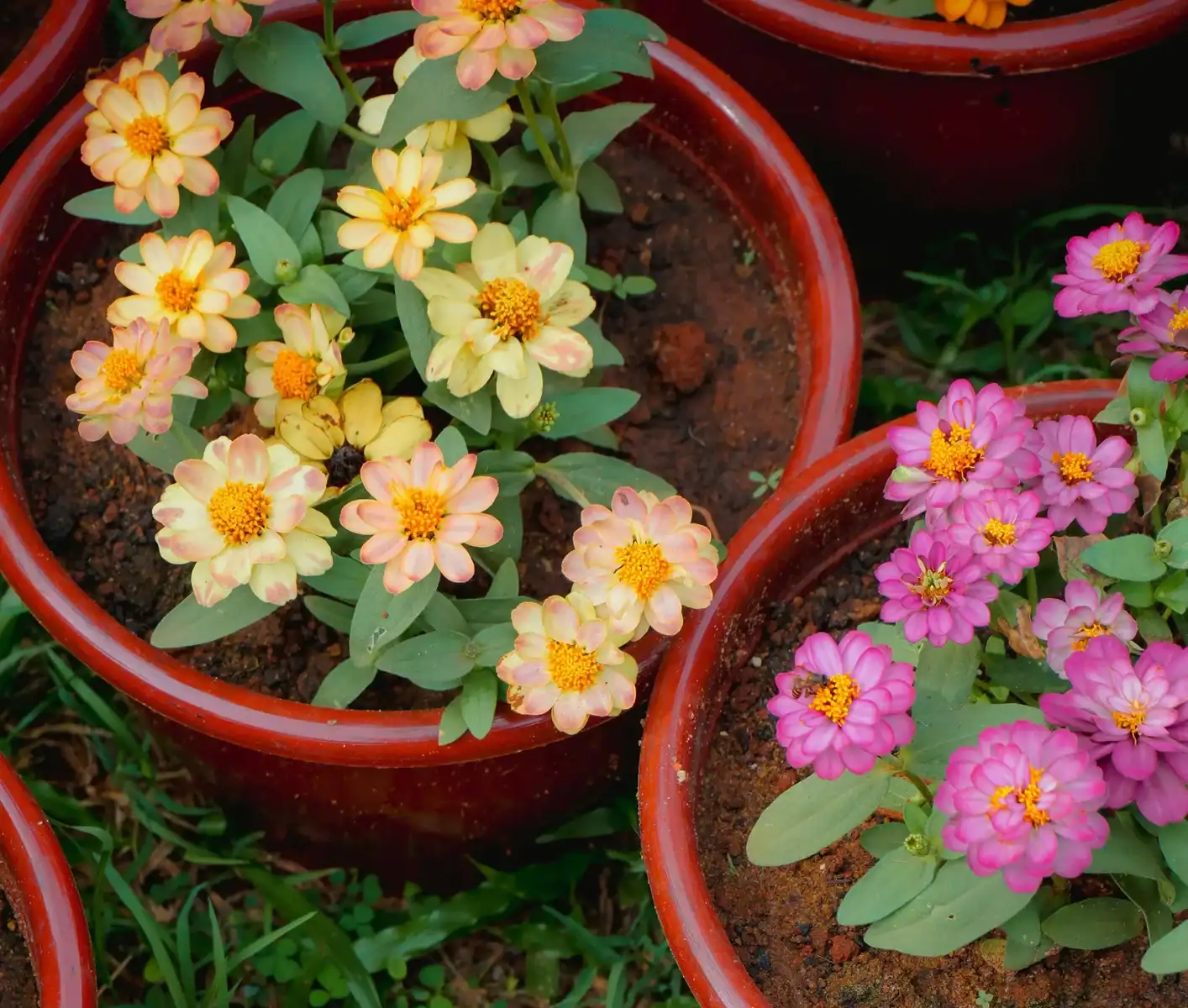Potted zinnia flowers in terracotta pots featuring soft yellow, peach, and pink blooms growing in a home garden container setup.