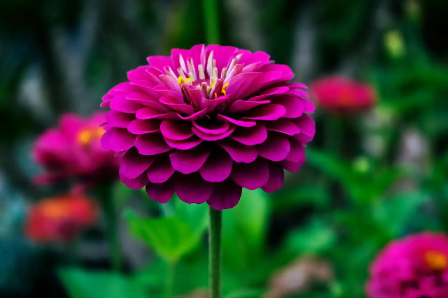 Dark purple zinnia flower blooming in a garden with green background