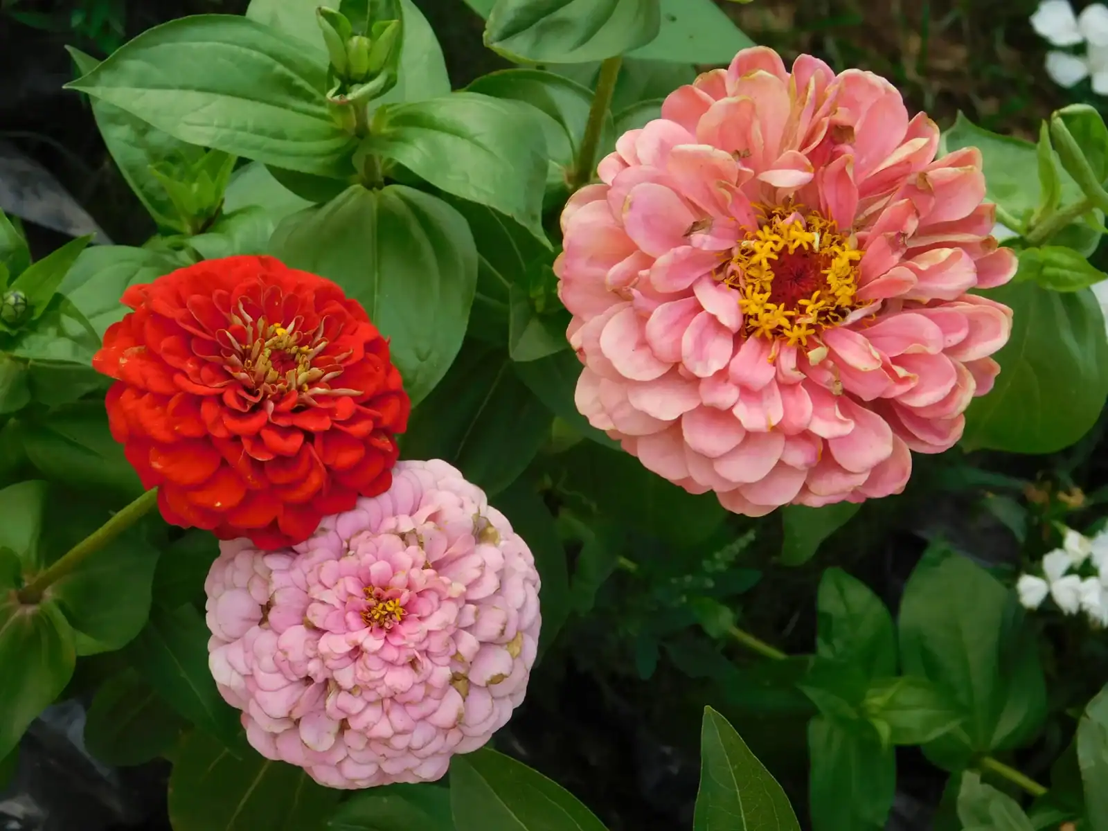 Red and pink zinnia flowers blooming in a garden with green foliage