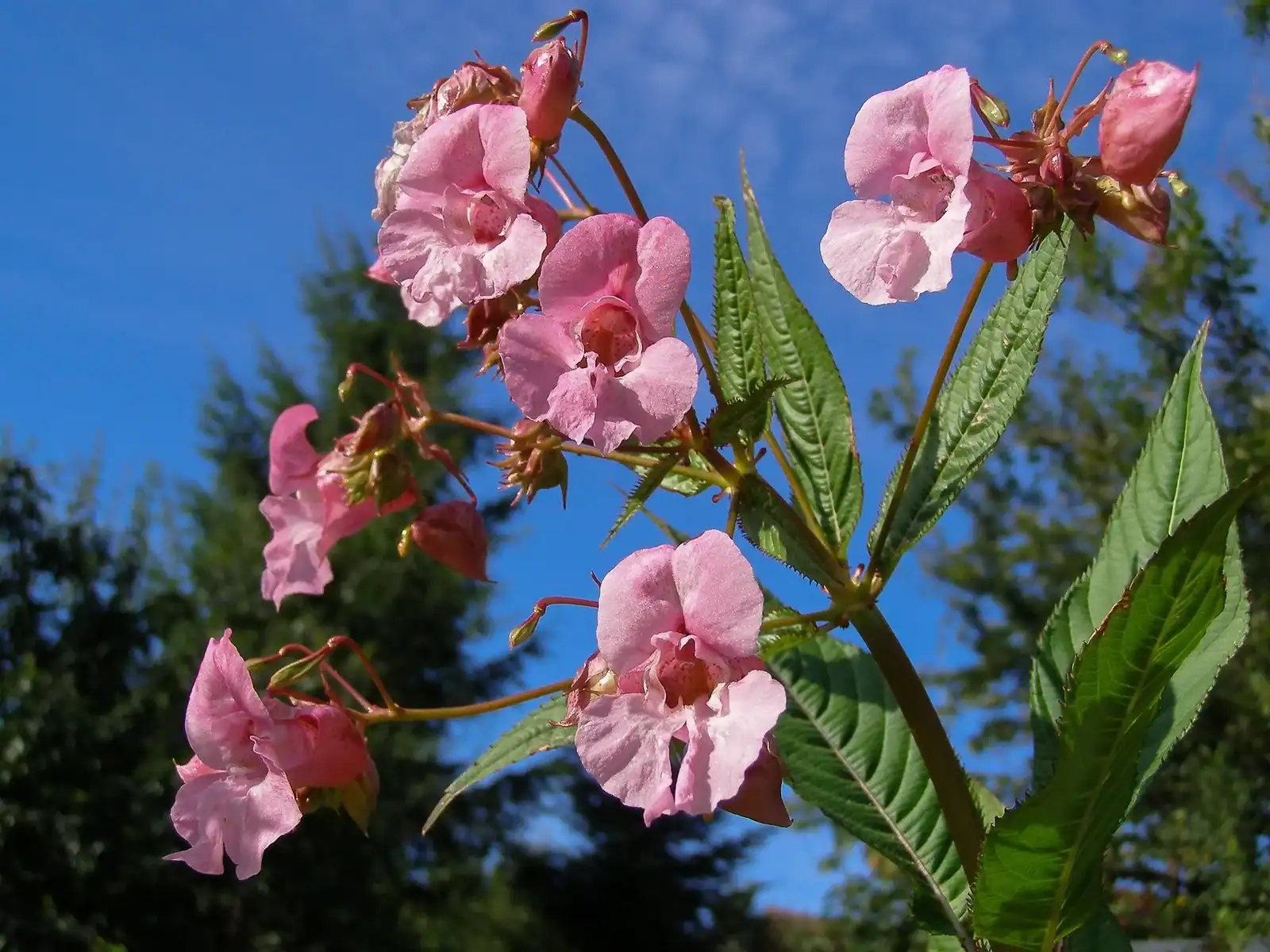 Pink and white Himalayan Balsam flowers, also known as Policeman's Helmet, blooming with green seed pods in a natural summer landscape.
