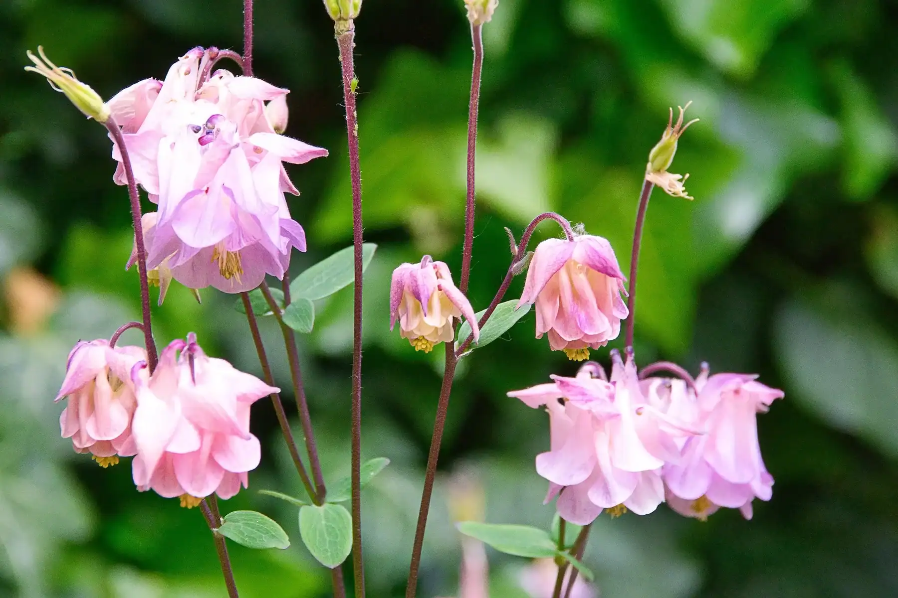 Pink Rose balsamina flowers blooming on tall stems with a lush green garden background.