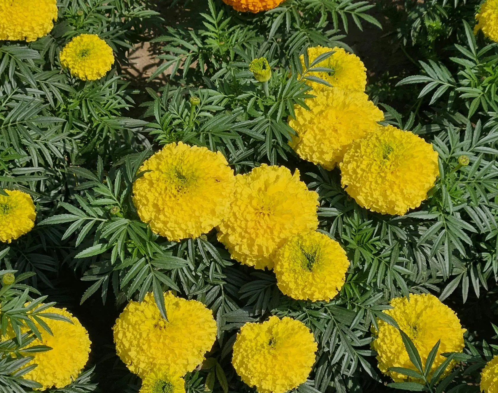 Bright yellow marigold flowers blooming in a lush garden.