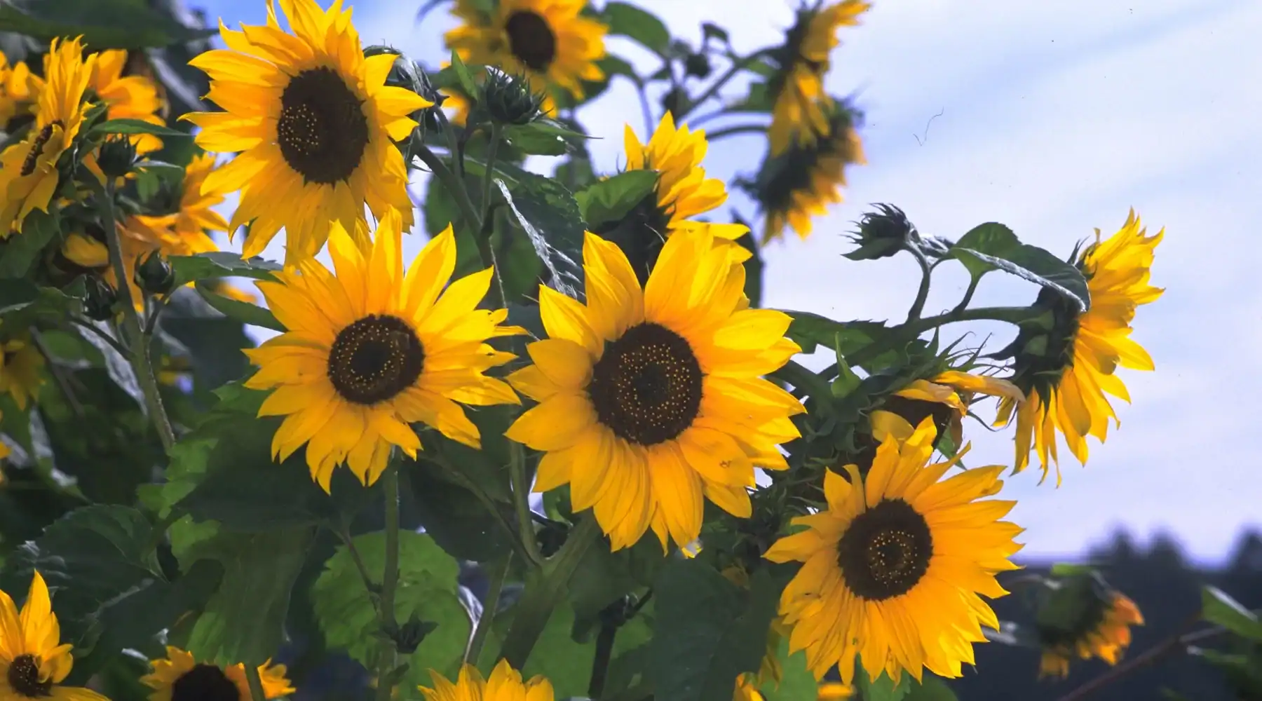 Vibrant yellow sunflowers in full bloom with dark centers, captured in a lush garden under a clear blue sky with natural sunlight.