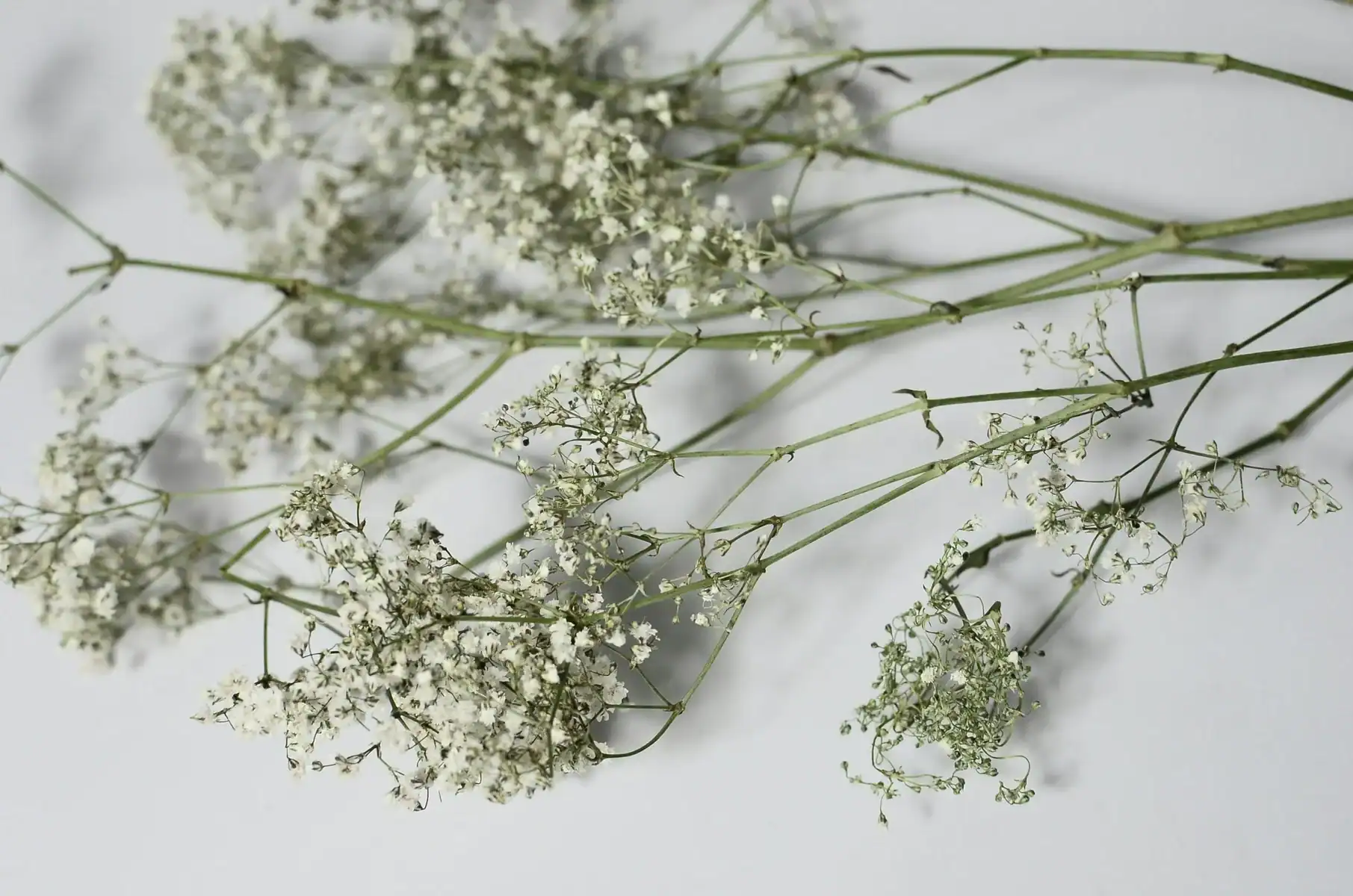 High-angle view of delicate white Baby's Breath (Gypsophila) sprigs with small blossoms and thin green stems laid out on a clean white surface.