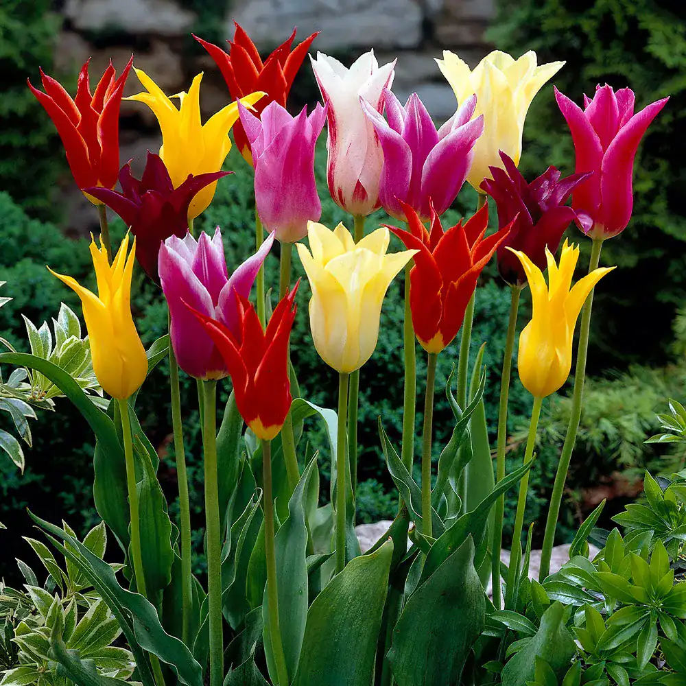A vibrant cluster of lily-flowering tulips in various shades including red, yellow, pink, and white with pointed, recurved petals blooming in a garden setting.