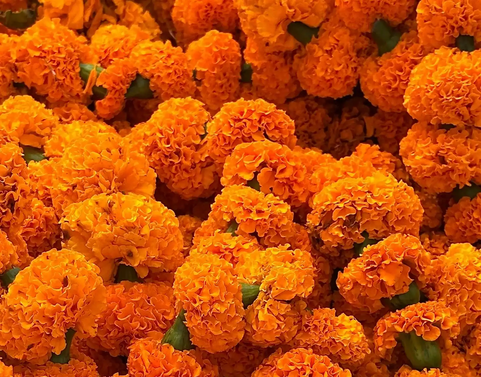 Bright orange marigold flowers densely arranged, ideal for Indian festivals, wedding decorations, and traditional floral garlands.
