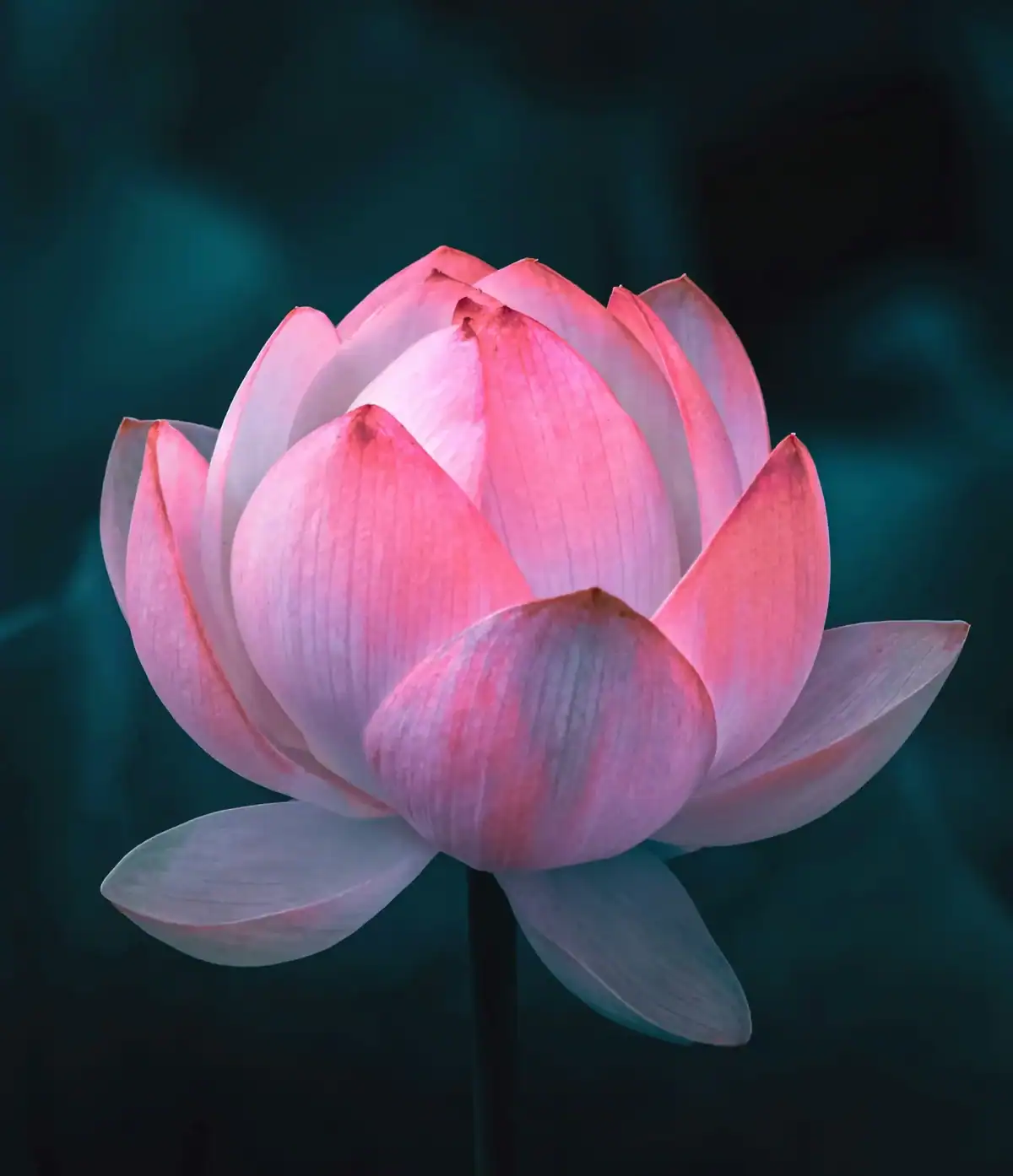 Professionally shot single lotus flower with soft lighting, showcasing delicate petals and serene beauty for floral photography and nature decor.