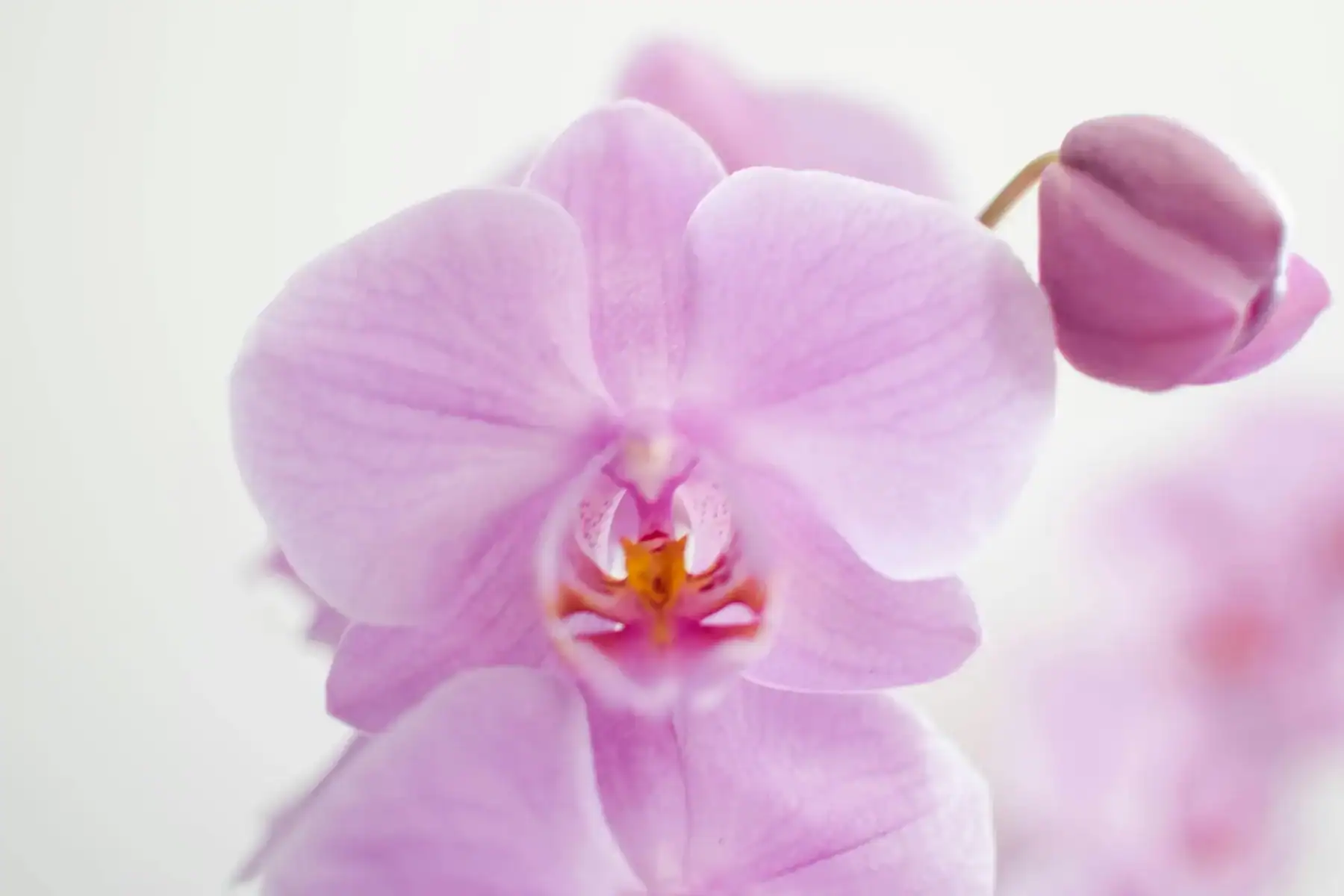 Close-up shot of a soft pink Phalaenopsis orchid in full bloom with a blurred background.