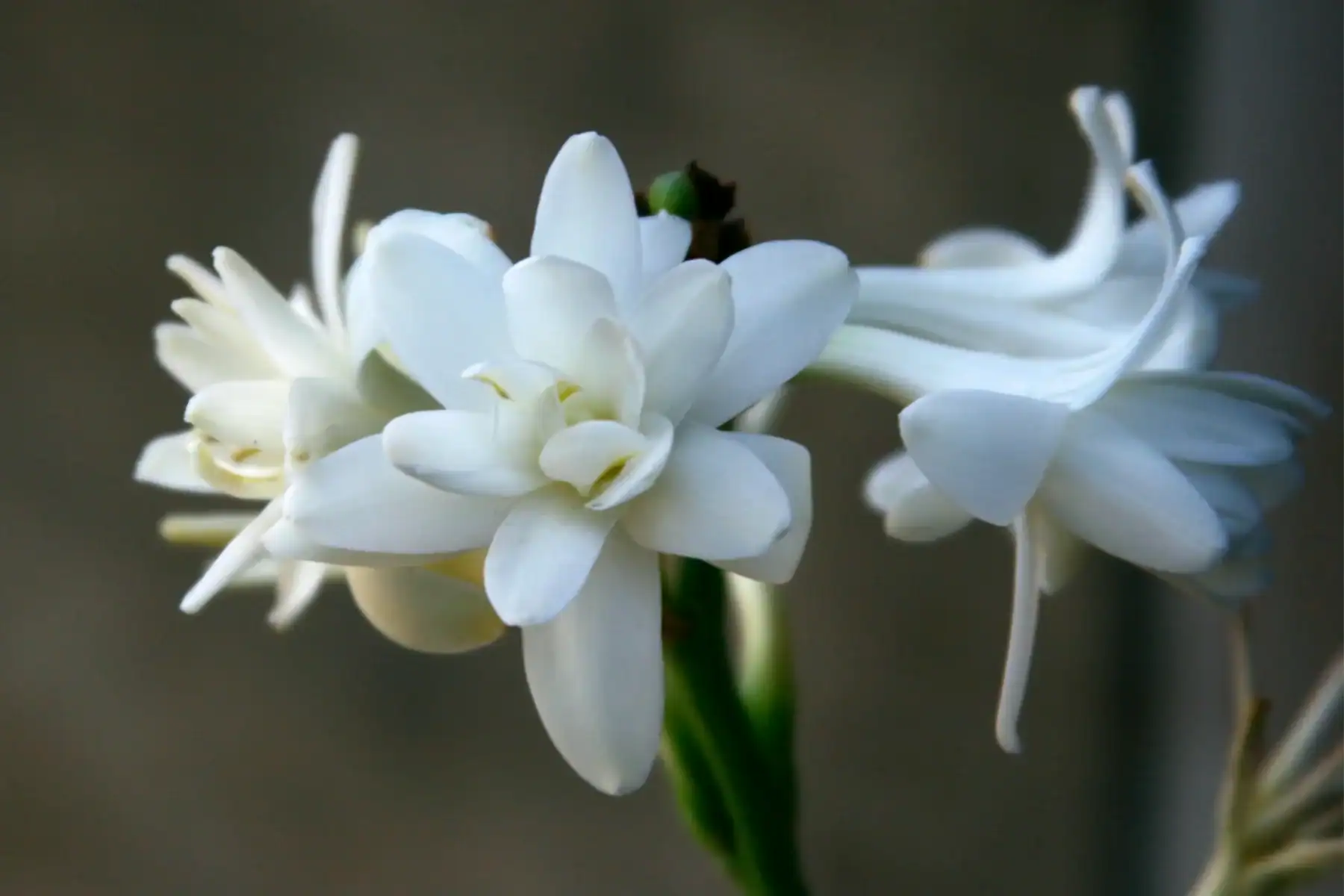 Close-up of blooming white Tuberose flowers (Agave amica) featuring delicate waxy petals and a green stem against a soft, blurred background.