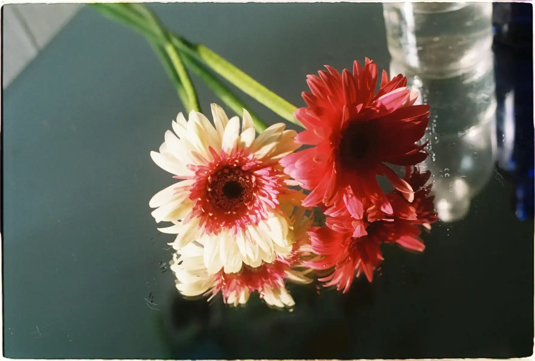 Two vibrant Gerbera daisies, one red and one white with a pink center, resting on a dark reflective surface with water droplets, creating a mirror-like artistic reflection.