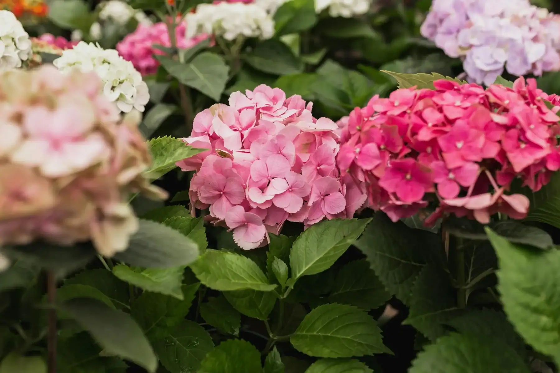 Close-up of a cluster of vibrant pink and purple Hydrangea macrophylla flowers with lush, dark green foliage in a garden nursery, highlighting the dense texture of the mophead blooms.