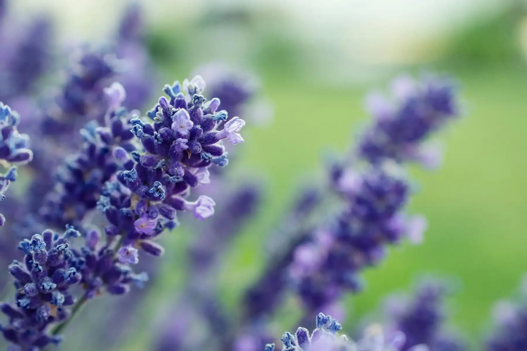 Close-up of vibrant purple lavender flowers in a green field.