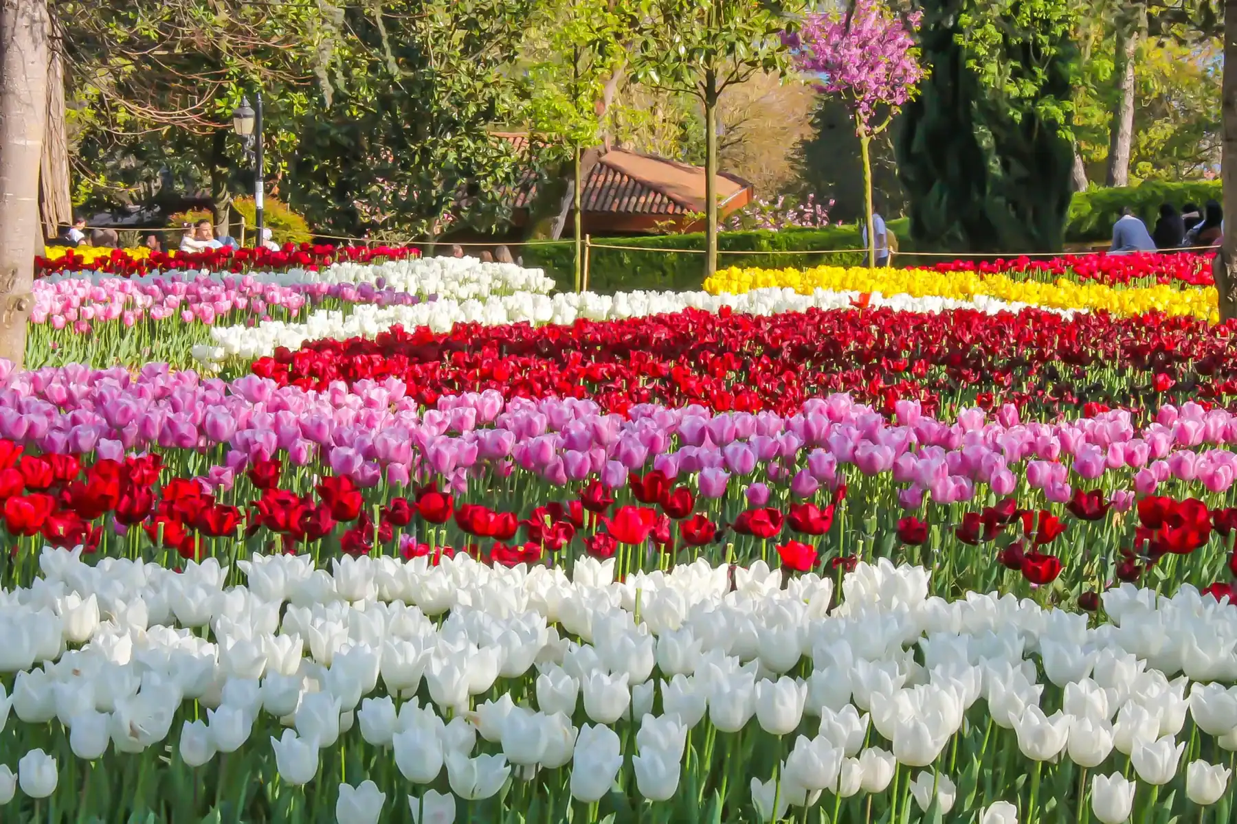 A sprawling garden field featuring rows of blooming tulips in white, red, pink, and yellow, set against a backdrop of lush green trees and soft spring sunlight.