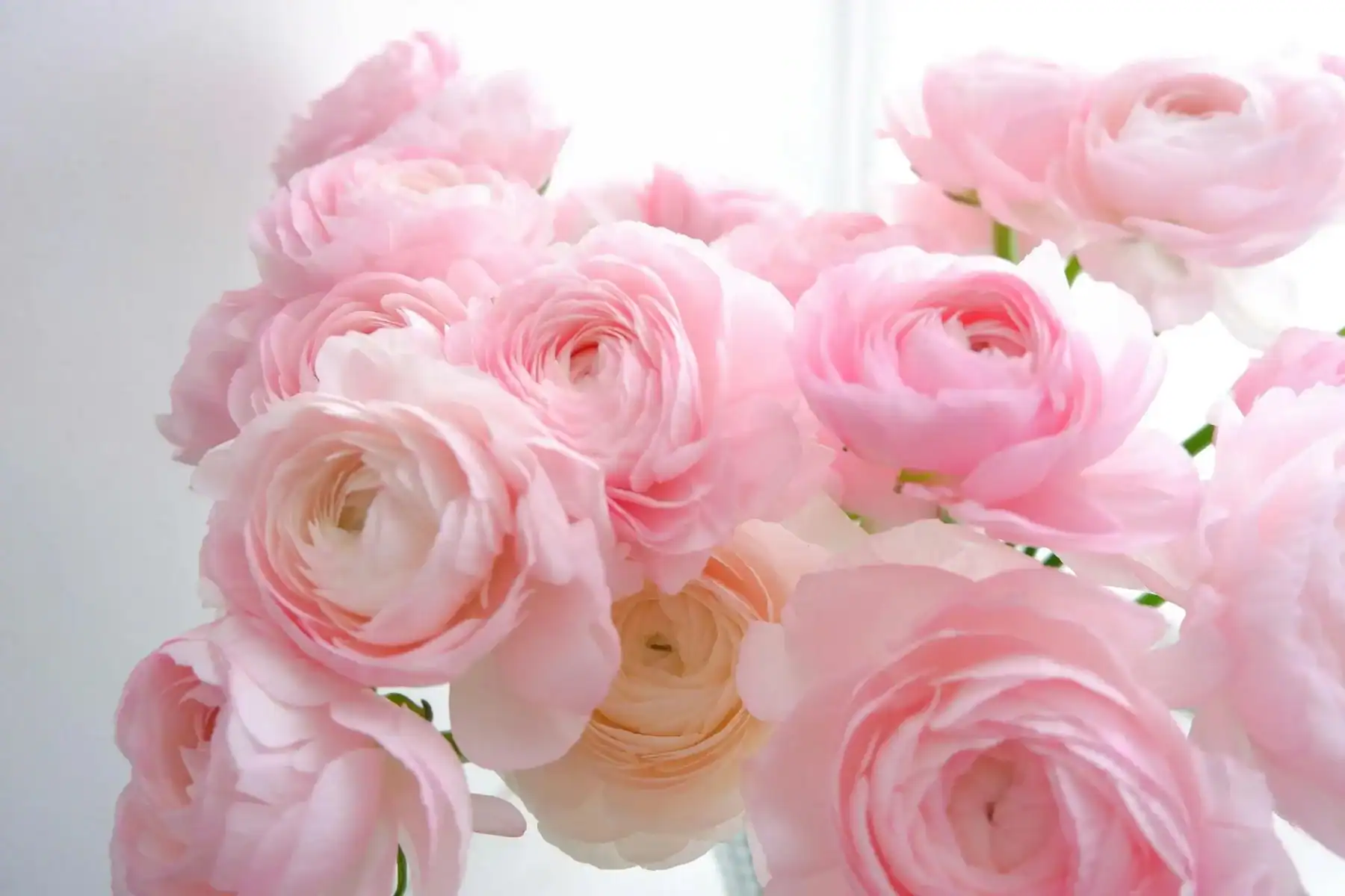 Close-up of a lush bouquet of light pink Ranunculus flowers featuring intricate layered petals and soft pastel tones in bright, natural lighting.