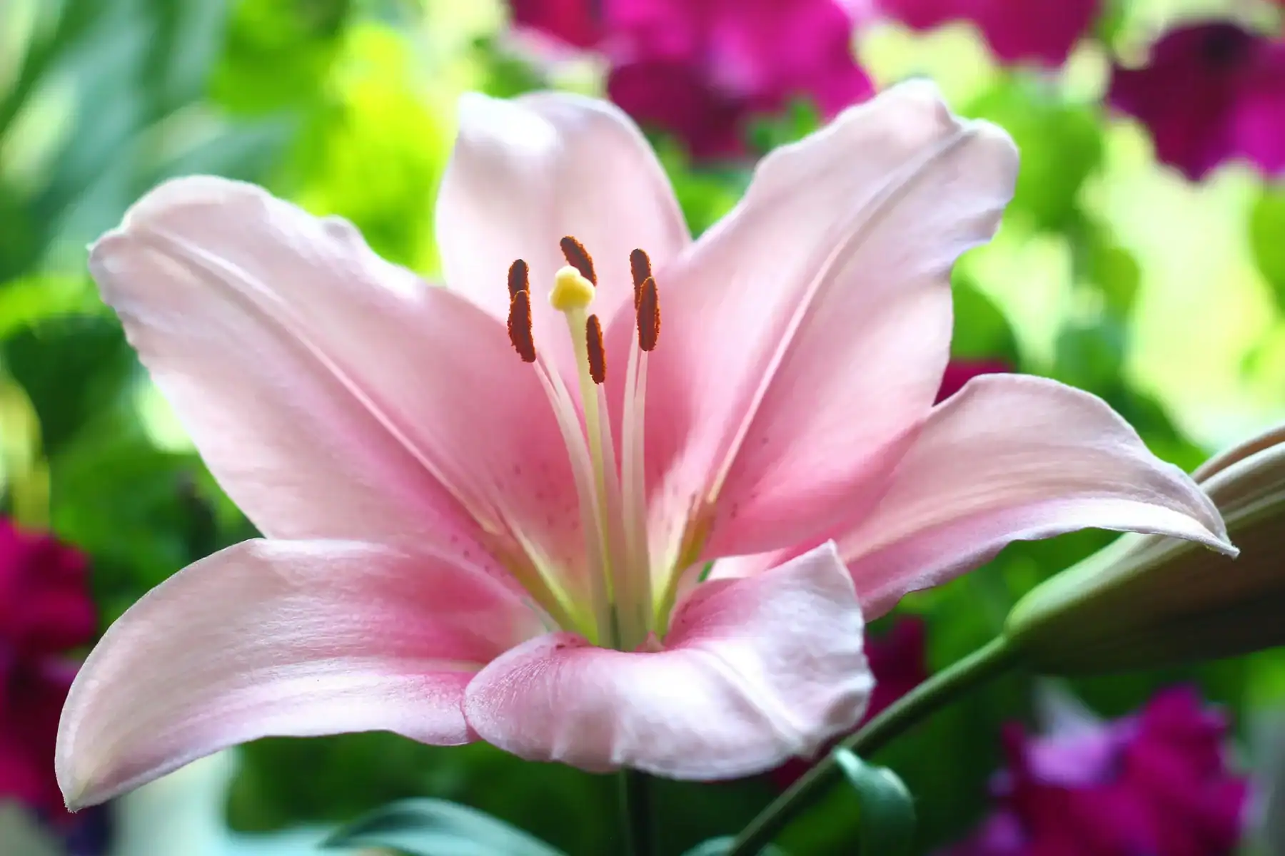 Macro photography of a blooming light pink Oriental Lily (Lilium) showing detailed pollen-tipped anthers and petals in a sunny garden with a soft bokeh background.