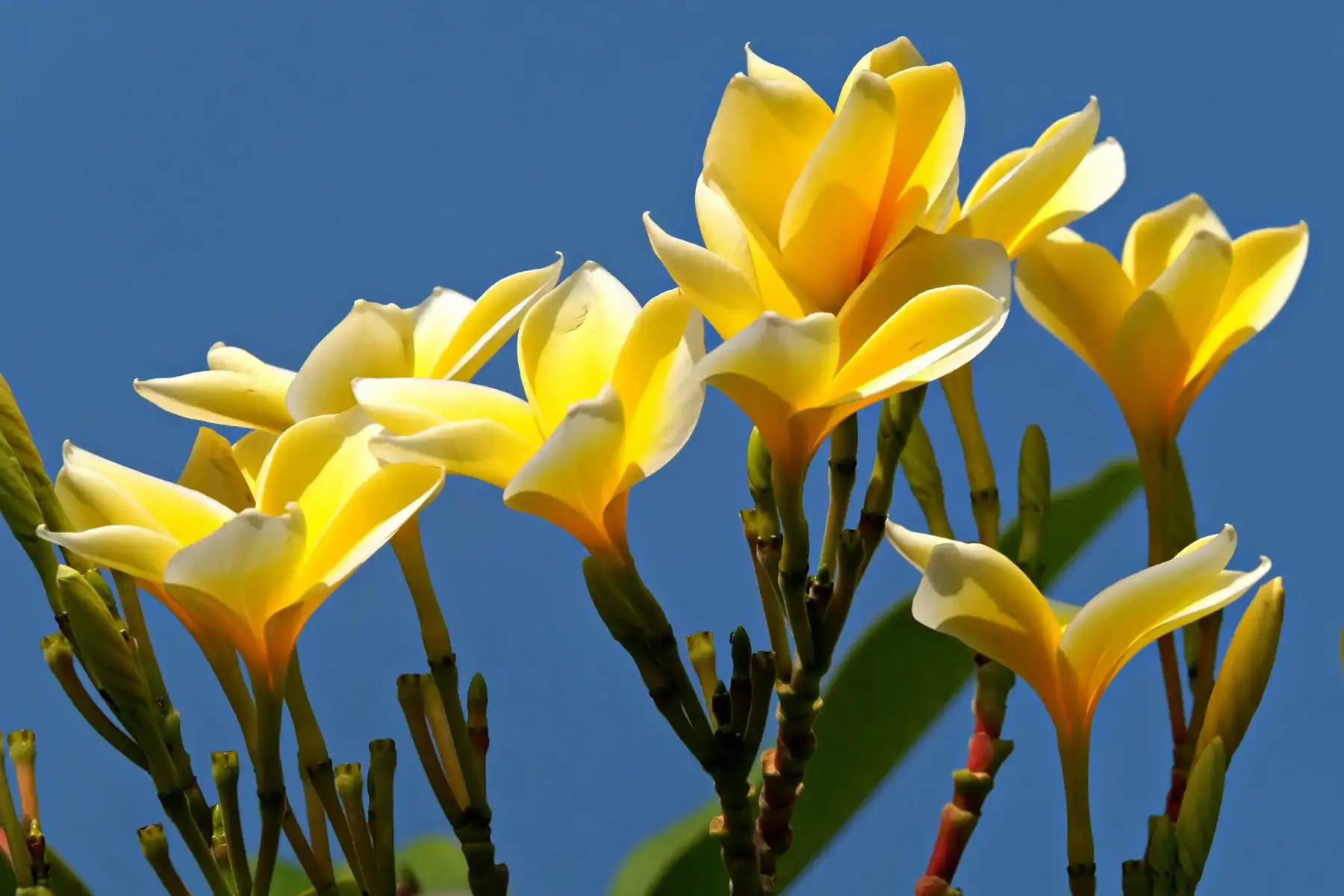 Vibrant yellow and white Frangipani (Plumeria) flowers blooming against a clear blue sky background, showcasing tropical floral details and bright summer sunlight.