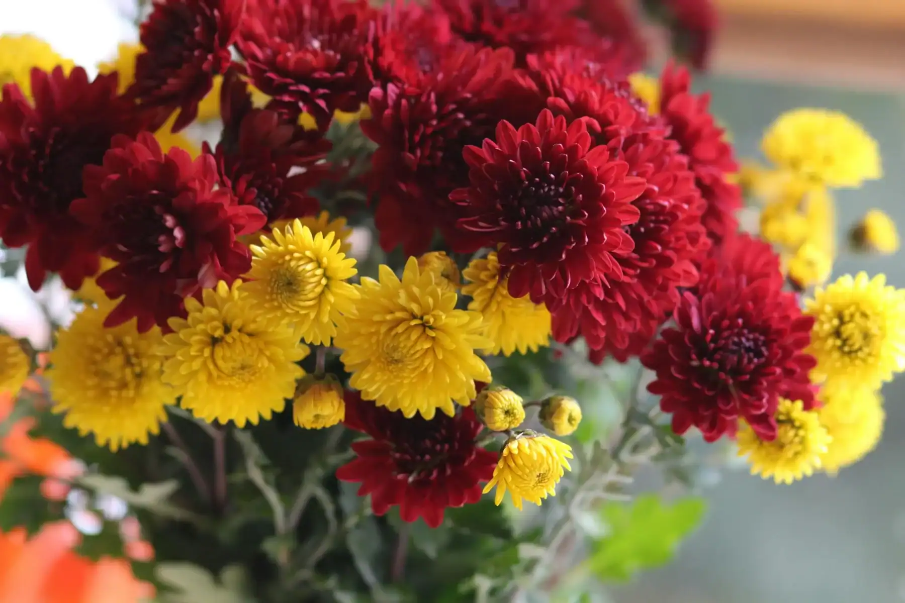 Vibrant autumn floral arrangement featuring deep burgundy red and bright yellow spray Chrysanthemums (Mums) with dense, textured petals.