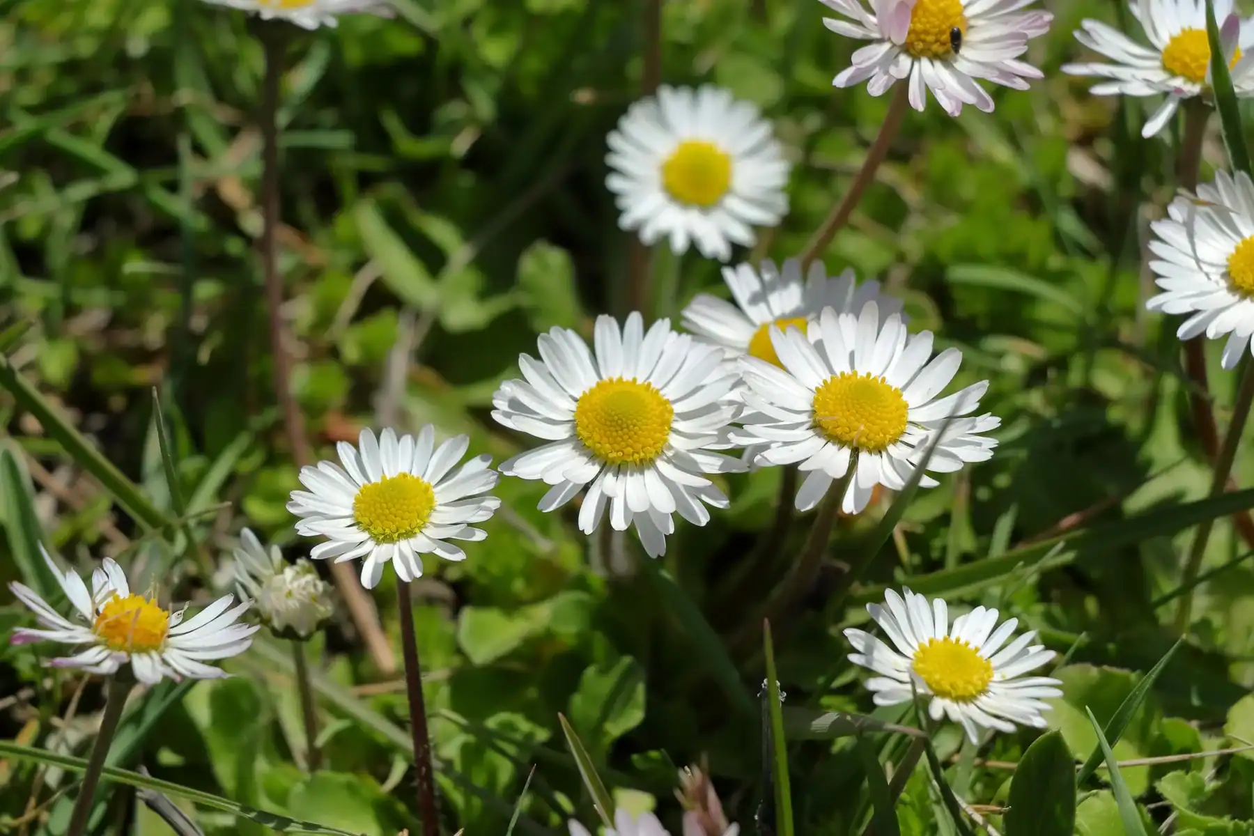 Wide shot of wild white English Daisies (Bellis perennis) with bright yellow centers growing in a lush green meadow under natural sunlight.