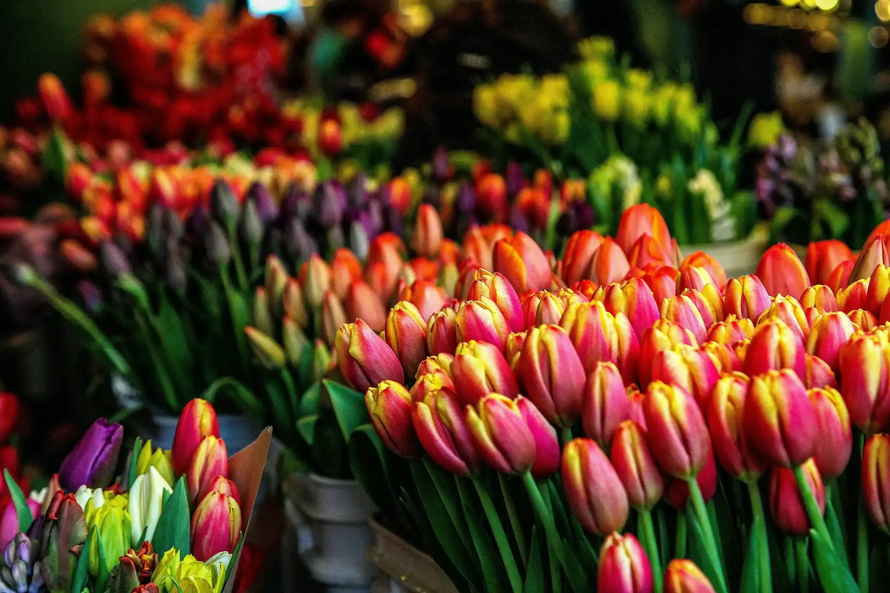 Close-up of fresh tulip bouquets at a flower market, highlighting vibrant bi-color pink and yellow tulips in the foreground with a soft-focus background of purple, red, and yellow floral arrangements.