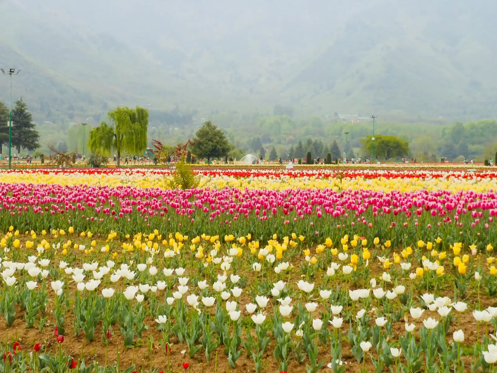 A scenic landscape featuring the Indira Gandhi Memorial Tulip Garden in Srinagar, with long rows of white, yellow, and pink tulips blooming against the misty backdrop of the Zabarwan Mountains.