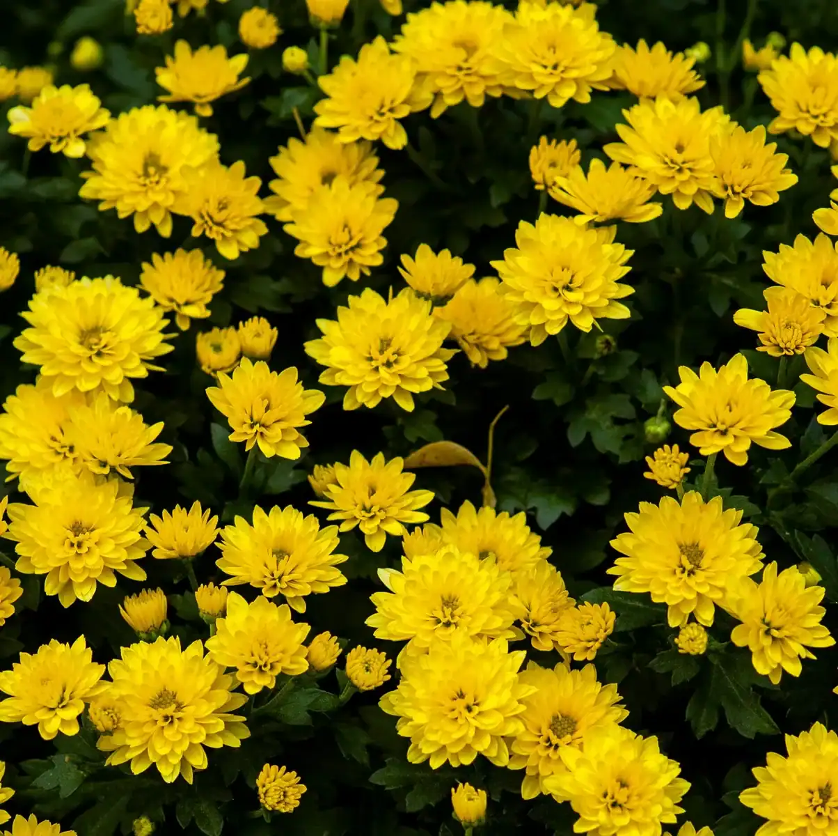 Close-up of vibrant yellow chrysanthemum flowers with detailed petals, showcasing fresh blooms for garden decor, floral arrangements, and seasonal flowers.