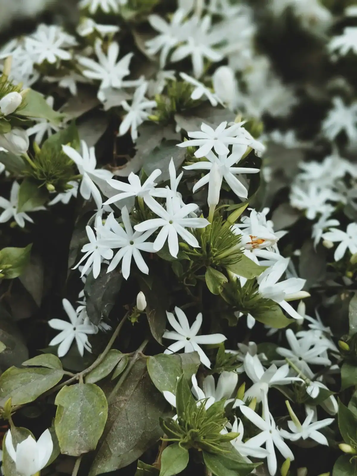 A dense cluster of white star jasmine flowers with thin petals and green leaves. Blooming Jasminum multiflorum star-shaped blossoms for groundcover, climbing vines, and aromatic landscaping.
