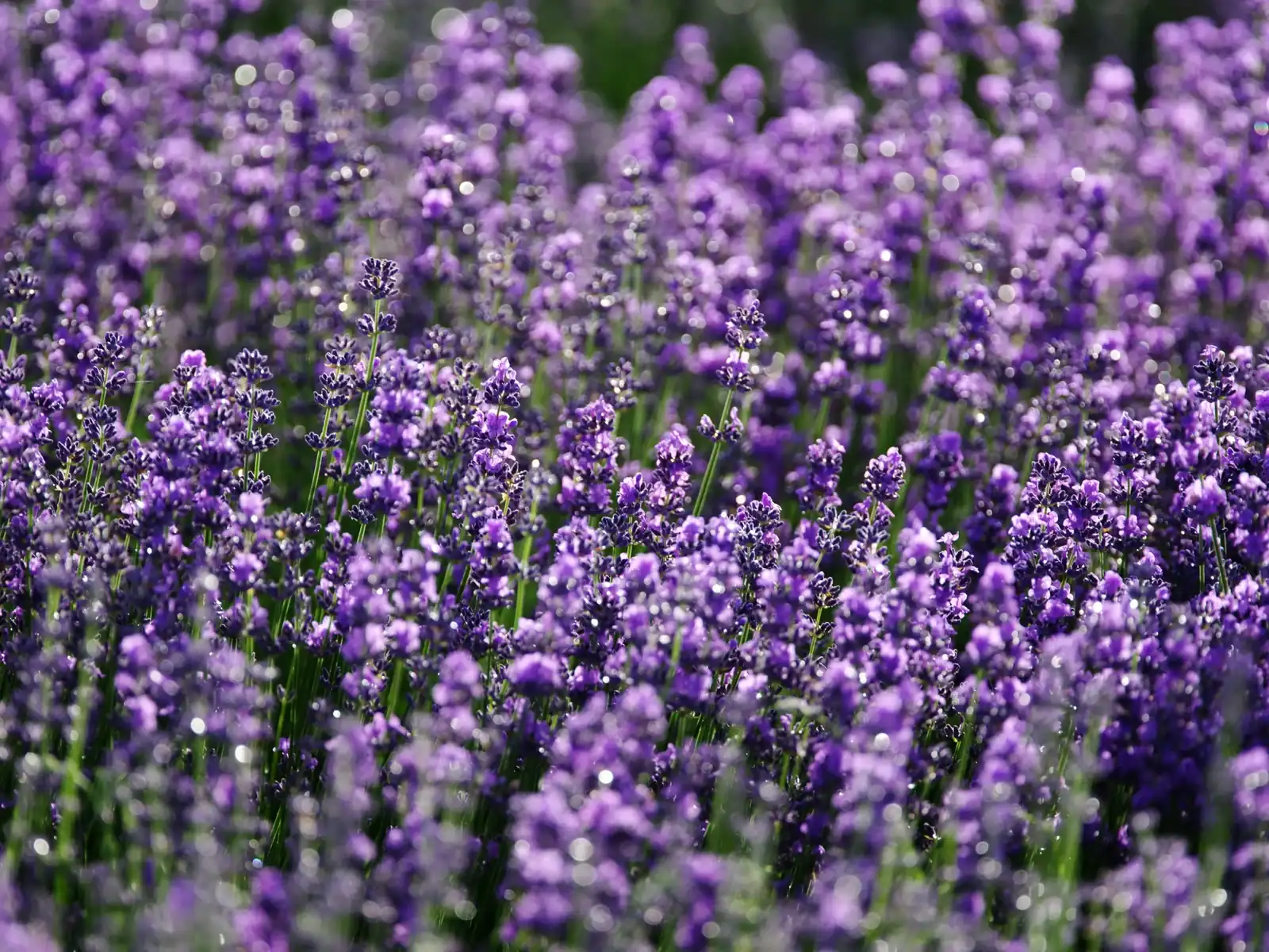 Vibrant purple lavender field in full bloom with beautiful soft bokeh background. English lavender flowers for aromatherapy, essential oils, rustic country decor, and summer travel photography.