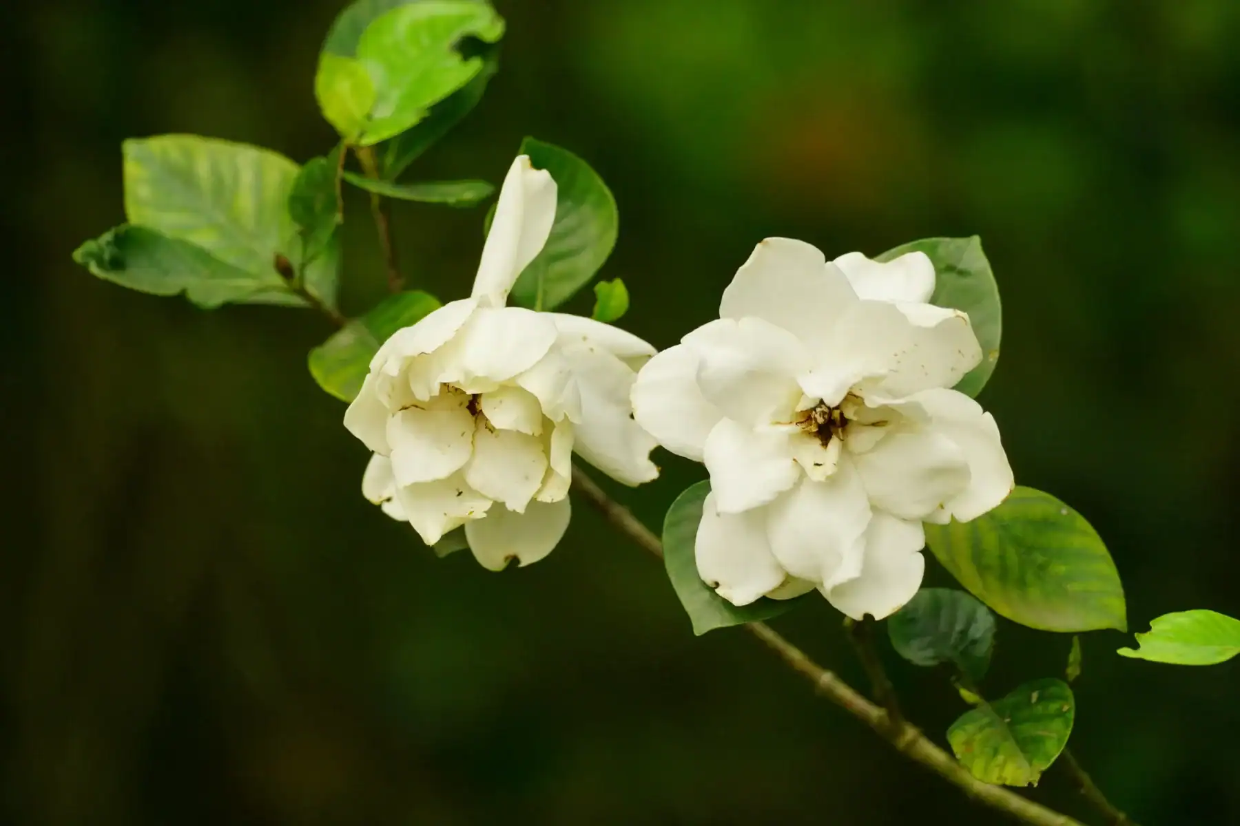 Two white gardenia flowers blooming on a branch with vibrant green foliage. Fragrant gardenia blossoms close up, ideal for luxury perfumes, wedding floristry, and tropical garden photography.