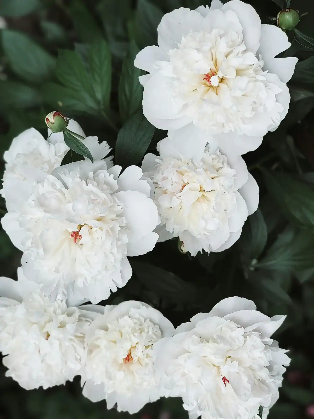 Lush white peony flowers close up in a garden with dark green leaves. Elegant blooming peonies for wedding bouquets, spring floral arrangements, and romantic bridal centerpieces.