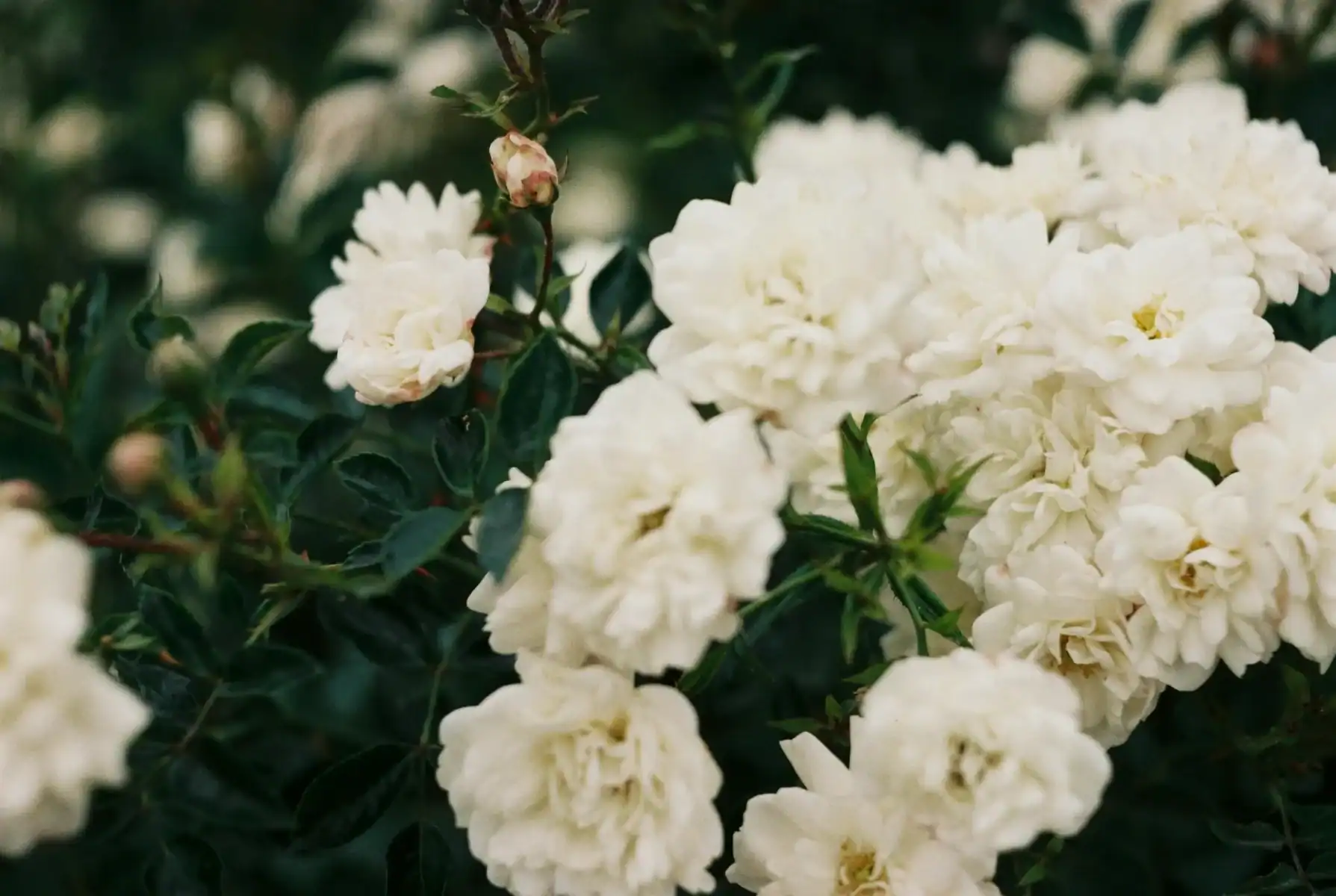 Focused image of White Carnations with a Blurred Background