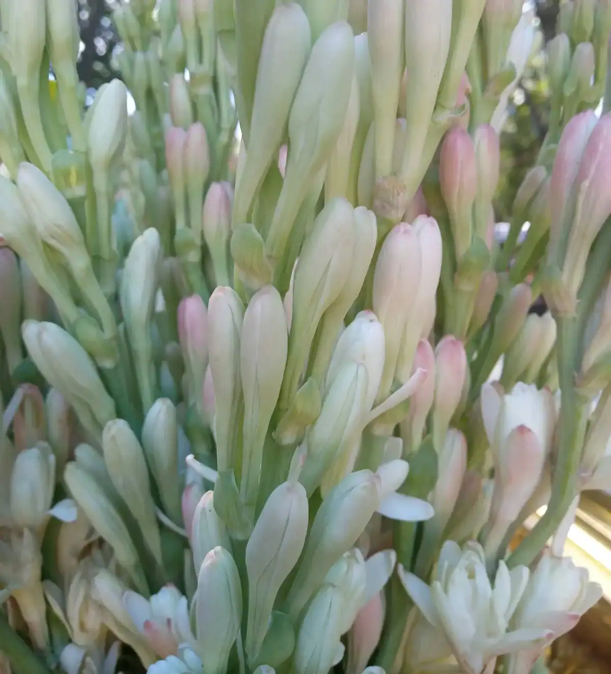 Close-up of a bunch of fresh, white Tuberose flower buds (Agave amica), also known as Rajnigandha, showing delicate pink-tipped petals and green stems.