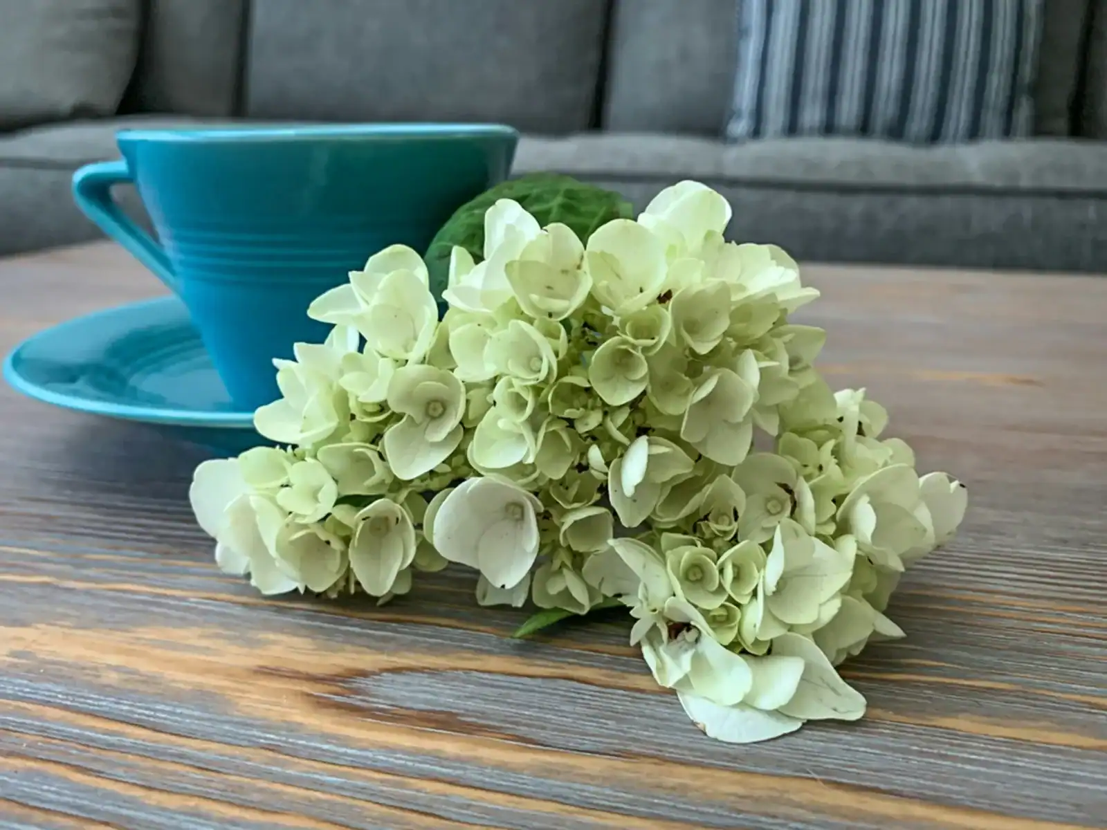 Close-up of a cluster of creamy white hydrangea blooms resting on a rustic wooden table next to a vibrant teal ceramic coffee cup and saucer.