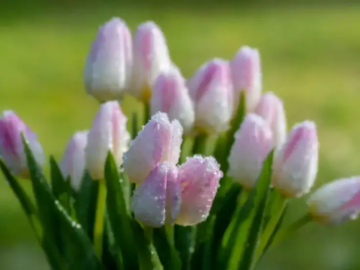Tulip Bouquets in 2026: Why This Simple Trend Is Taking Over??