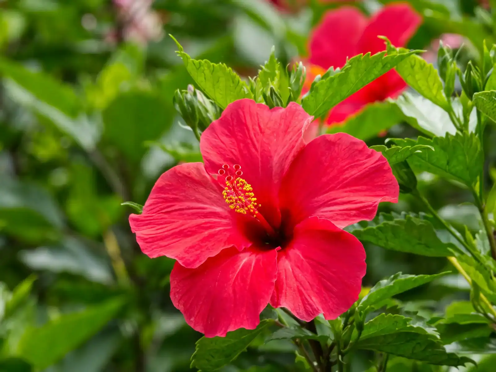Hibiscus can be a quintessential flower for the haldi ceremony of Indian weddings.