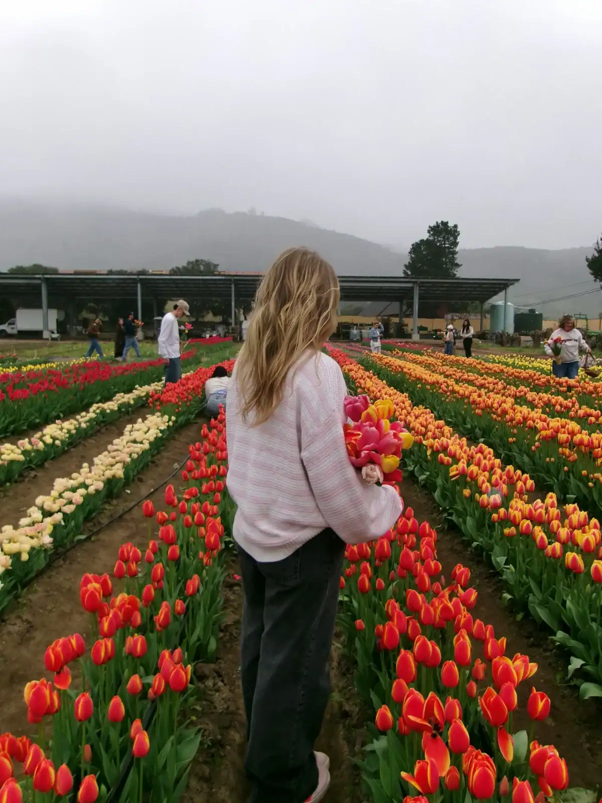 Woman walking through rows of colorful red, orange, yellow and pink tulips at an open flower farm on a misty day, fresh tulip flower picking experience