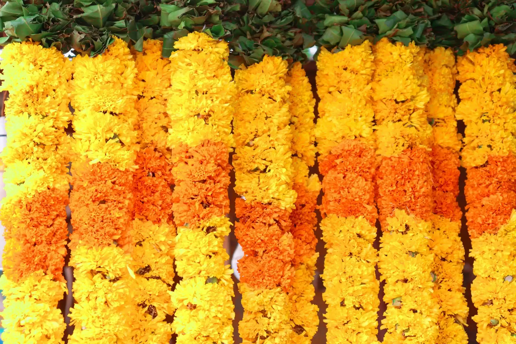 Rows of yellow and orange marigold flower garlands with green banana leaves at an Indian flower market, fresh genda phool mala for festival pooja and wedding decoration
