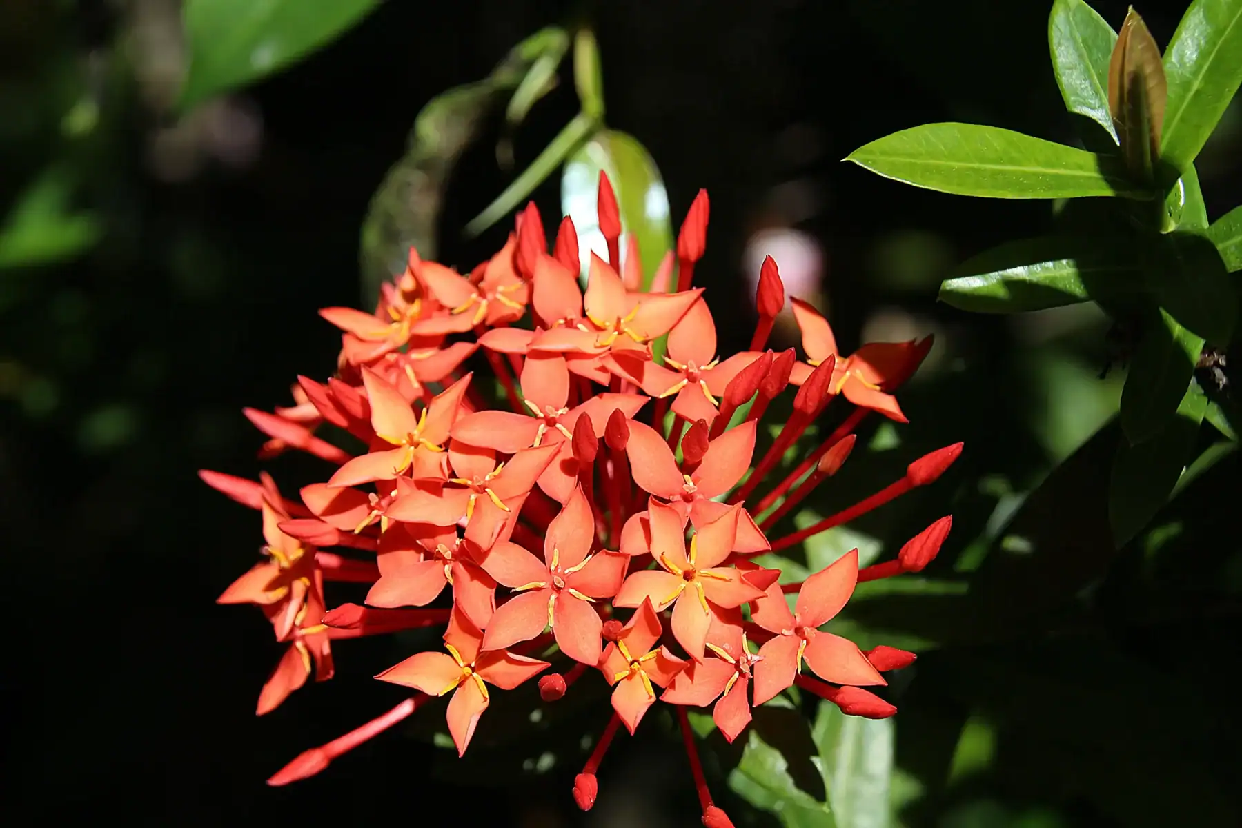 Close-up of a vibrant red and orange Ixora coccinea flower cluster with yellow stamens and pointed petals against dark green foliage, tropical garden shrub in bloom 