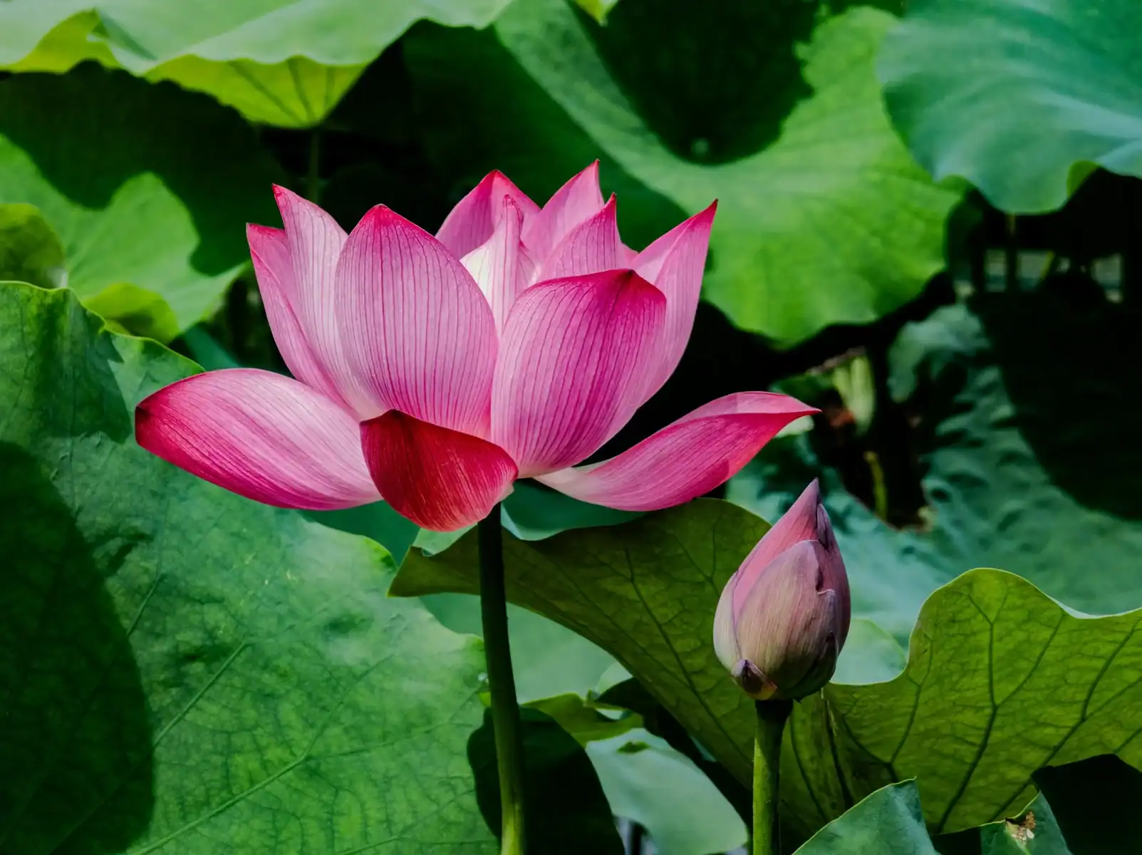 Beautiful pink lotus flower in full bloom with an unopened bud beside large green lily pad leaves in a pond, sacred Nelumbo nucifera aquatic plant