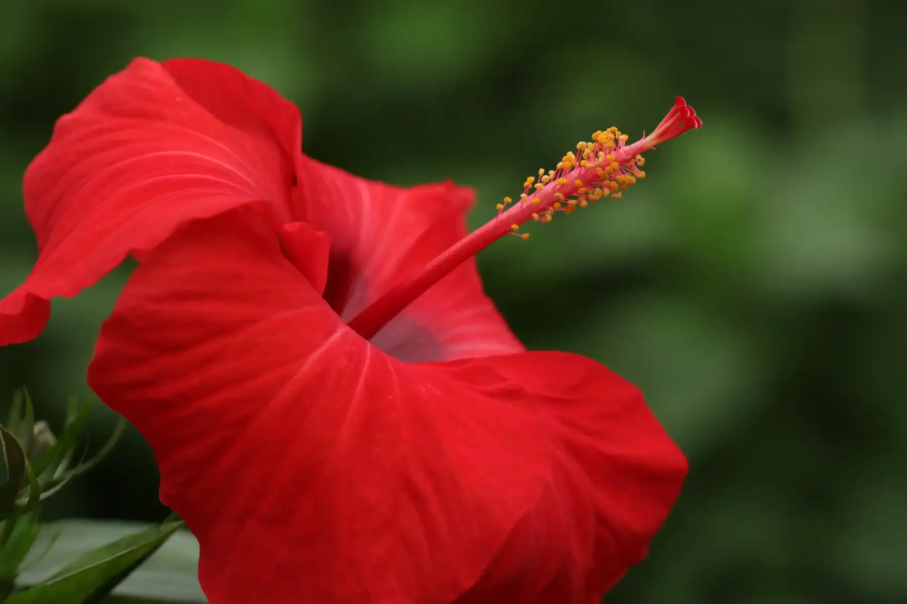 Close-up of a vibrant red hibiscus flower with yellow stamen and pink pistil against a blurred green garden background, tropical flowering plant in bloom