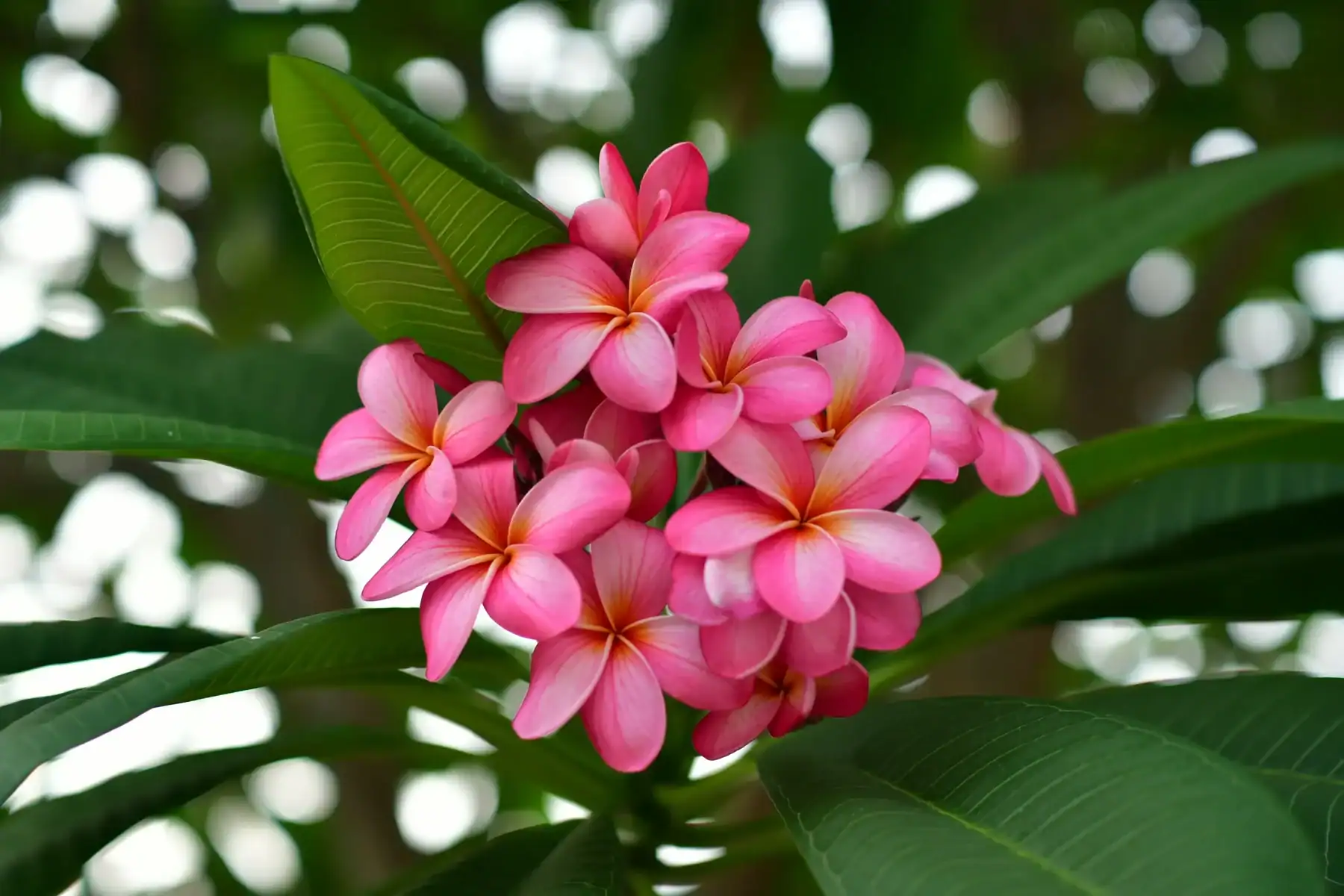 Cluster of bright pink plumeria frangipani flowers with yellow centers growing on green leafy branch, tropical flowering tree popular in Indian and South Asian gardens