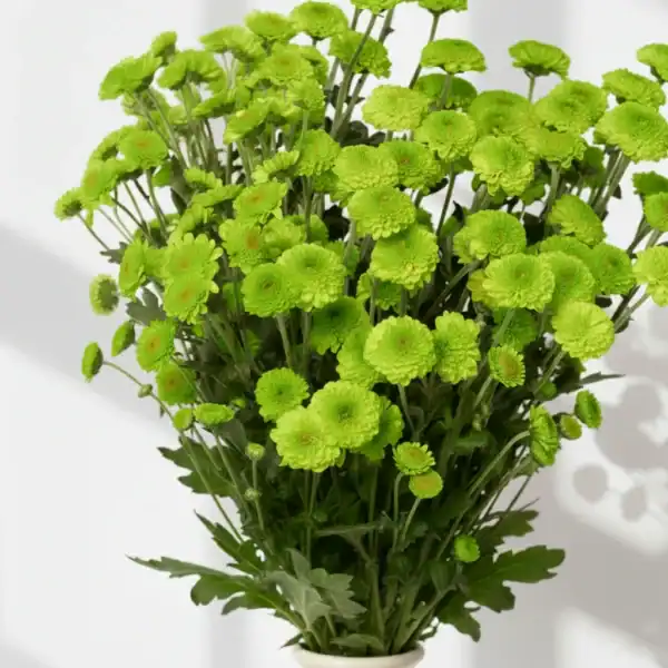 Beautiful Green Calimero Flowers
