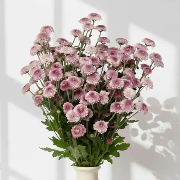 Beautiful Purple Calimero in a vase